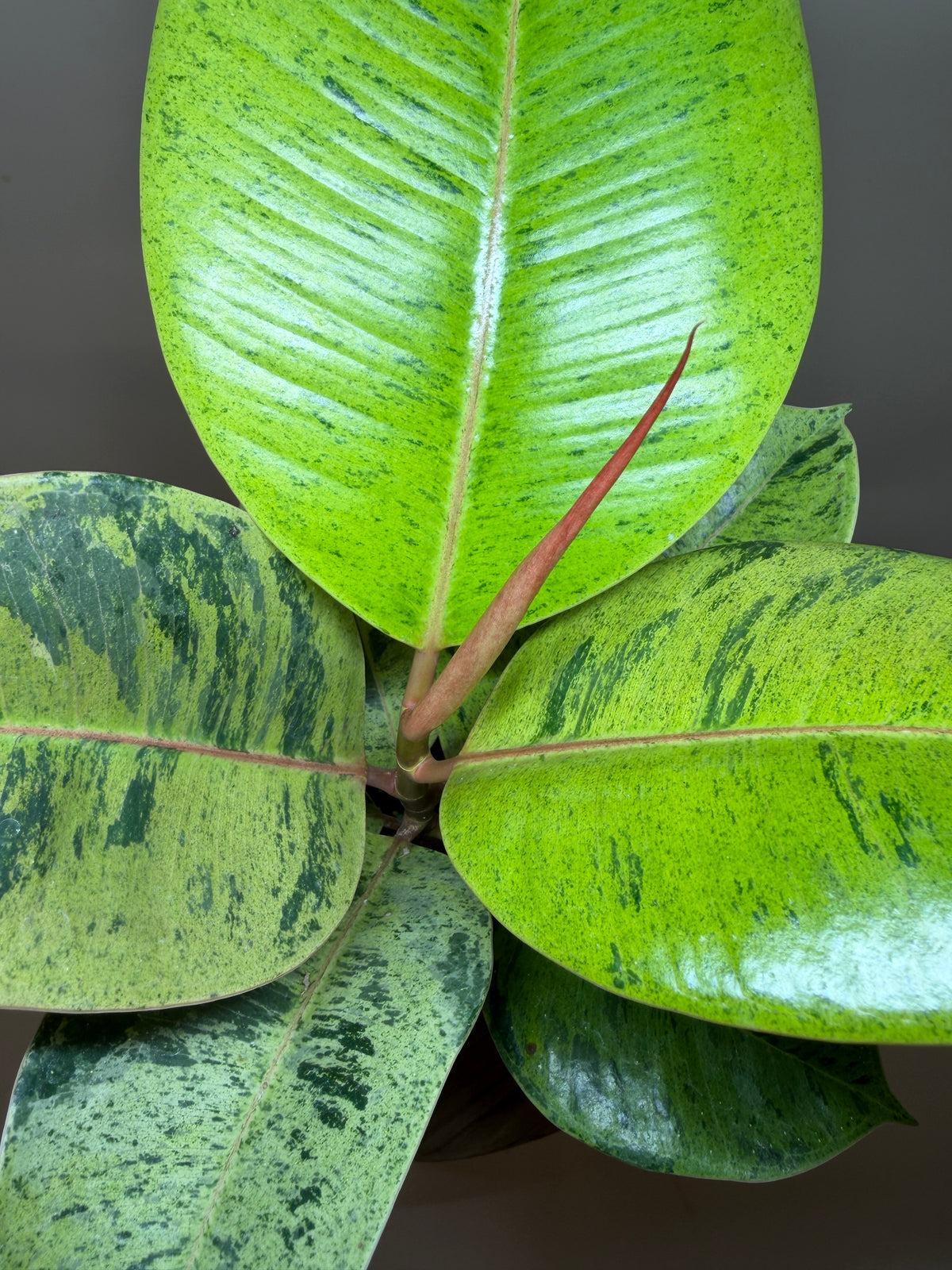 Rubber Tree Moonshine 4” Pot