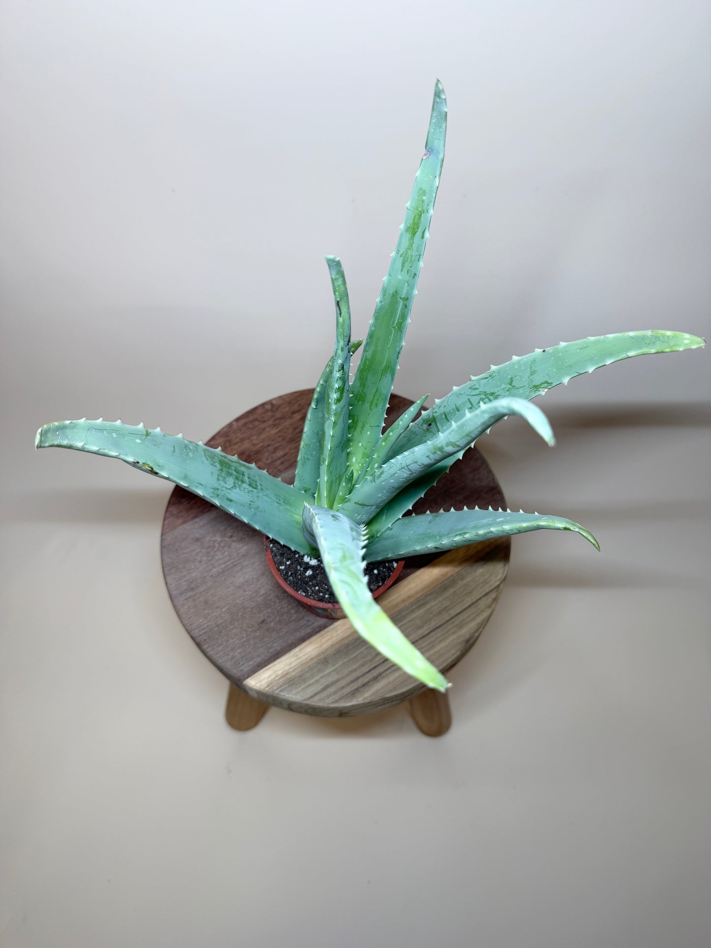 Aloe Vera 4” Pot