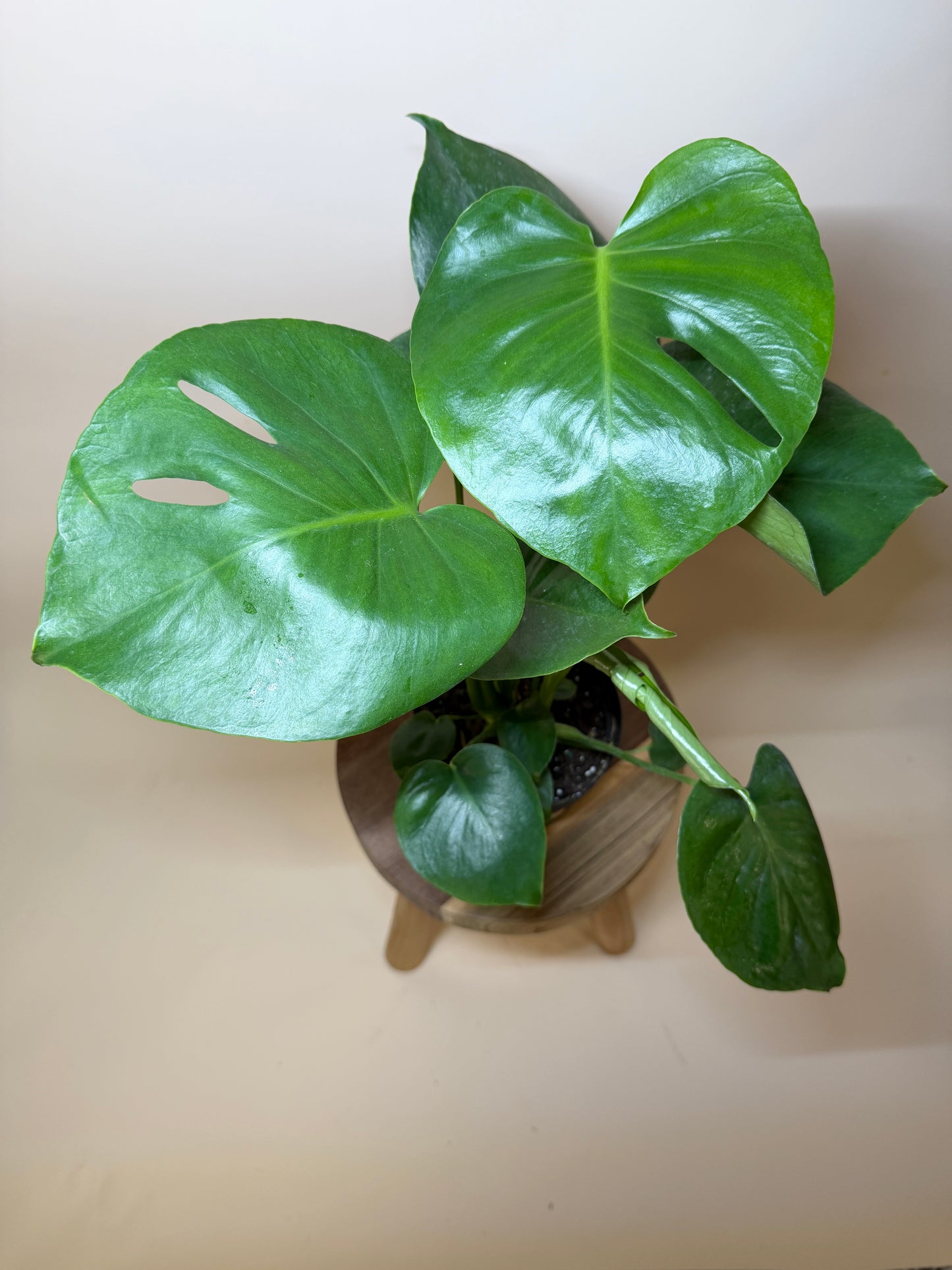 Monstera Deliciosa 6" Pot