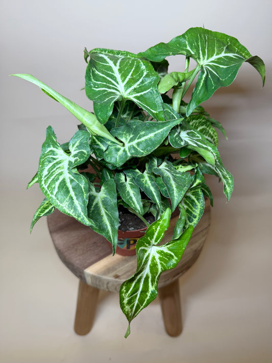 Syngonium White Butterfly 4” Pot