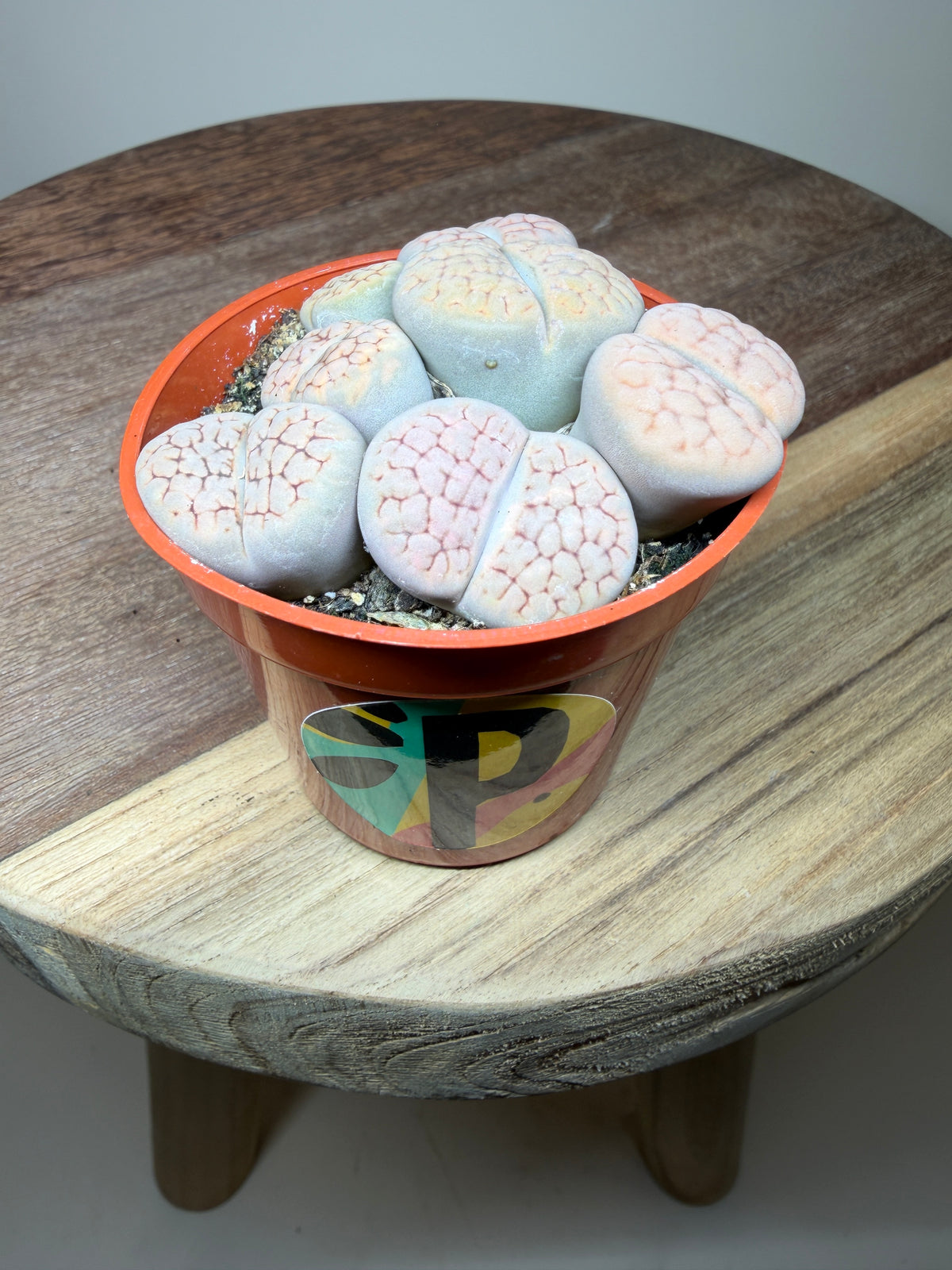 Lithops Living Stone 2.5” Pot