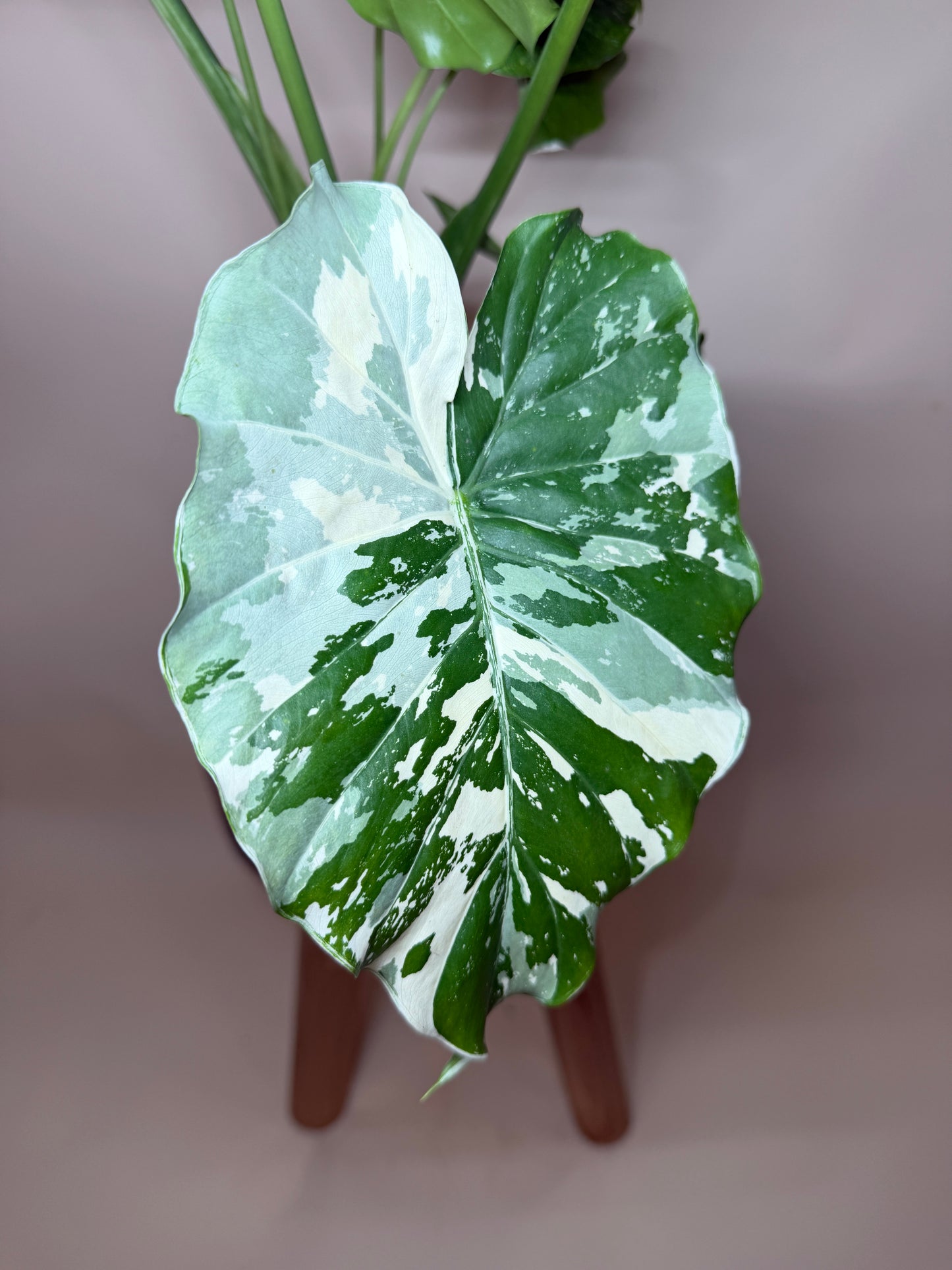 Alocasia Gageana Variegated 5” Pot