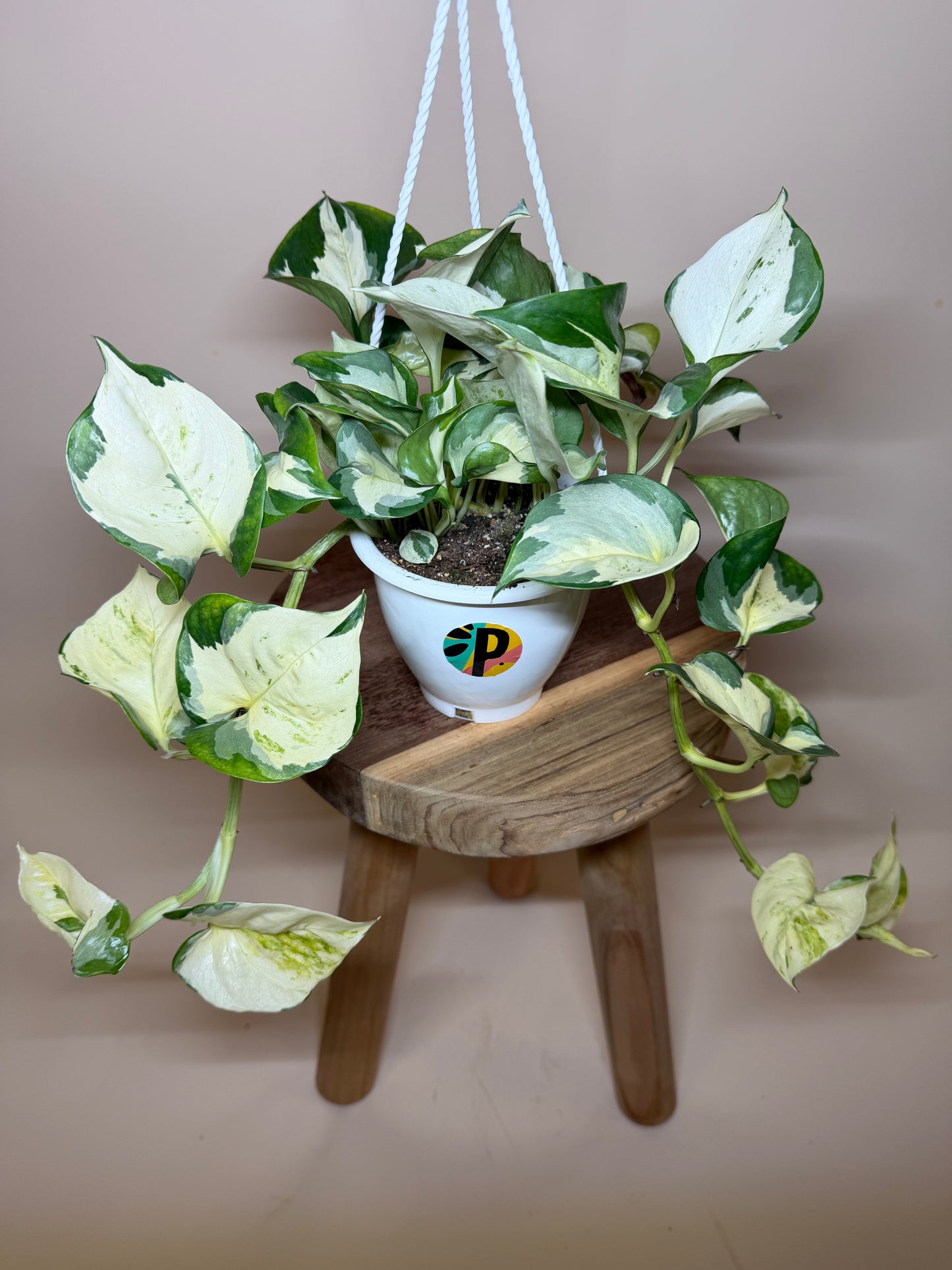 Pothos Manjula 4.5” Pot