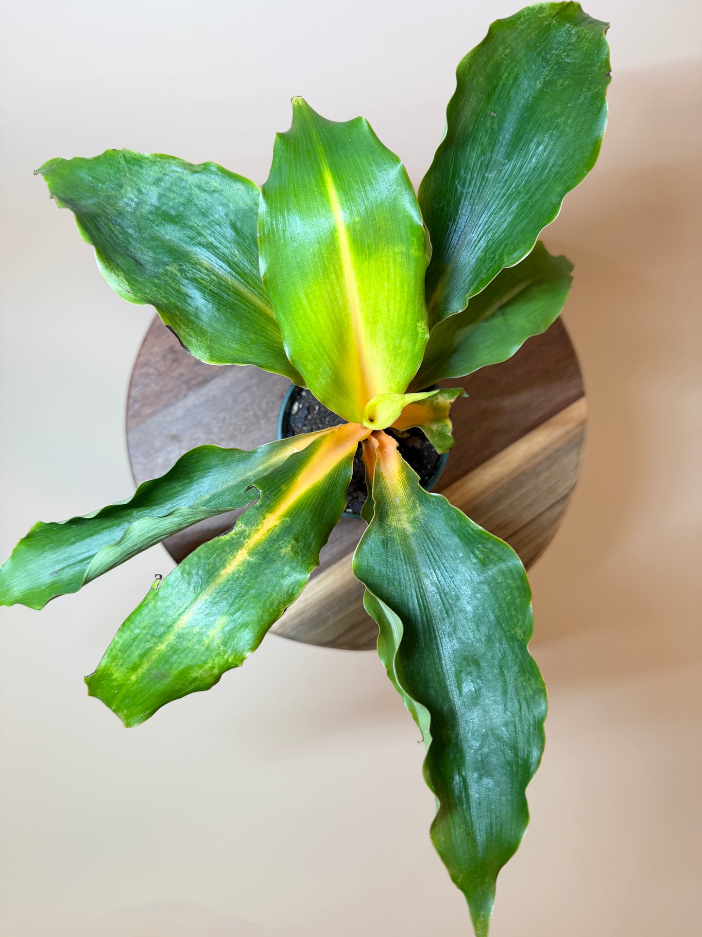 Spider Mandarin 4” Pot