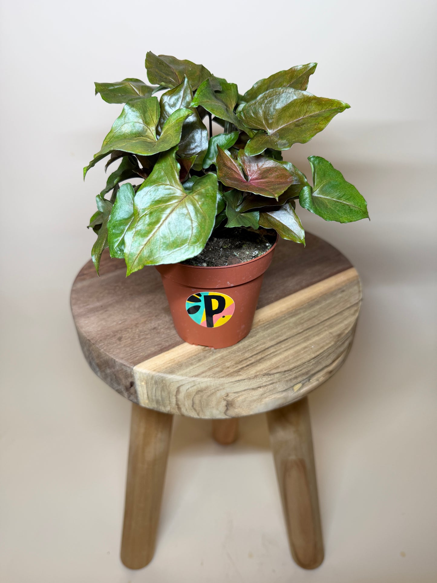 Syngonium Merry Maria 4” Pot