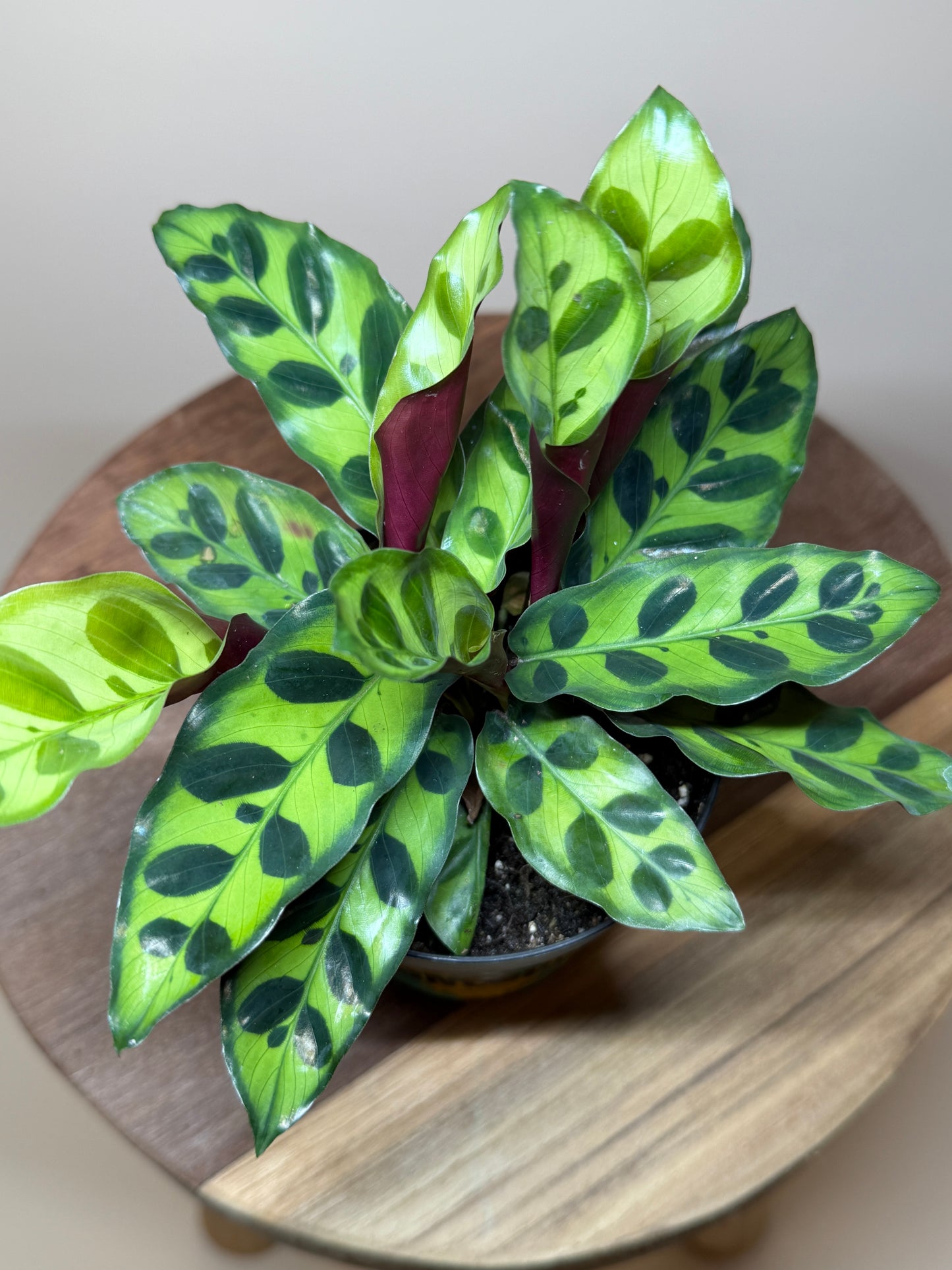 Calathea Rattlesnake 4” Pot