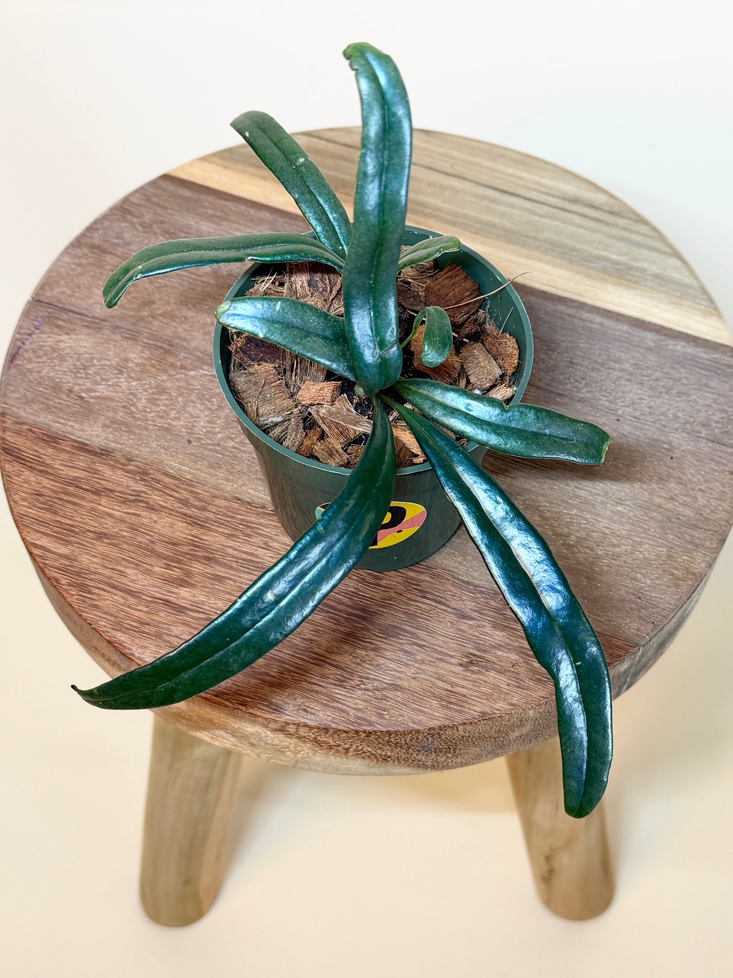 Fern Blue Oil 4” Pot