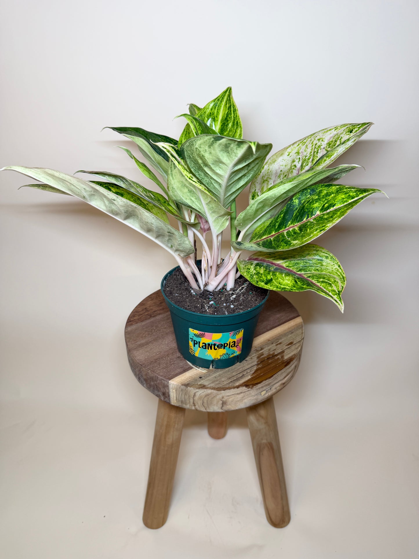 Aglaonema Green Papaya 6” Pot