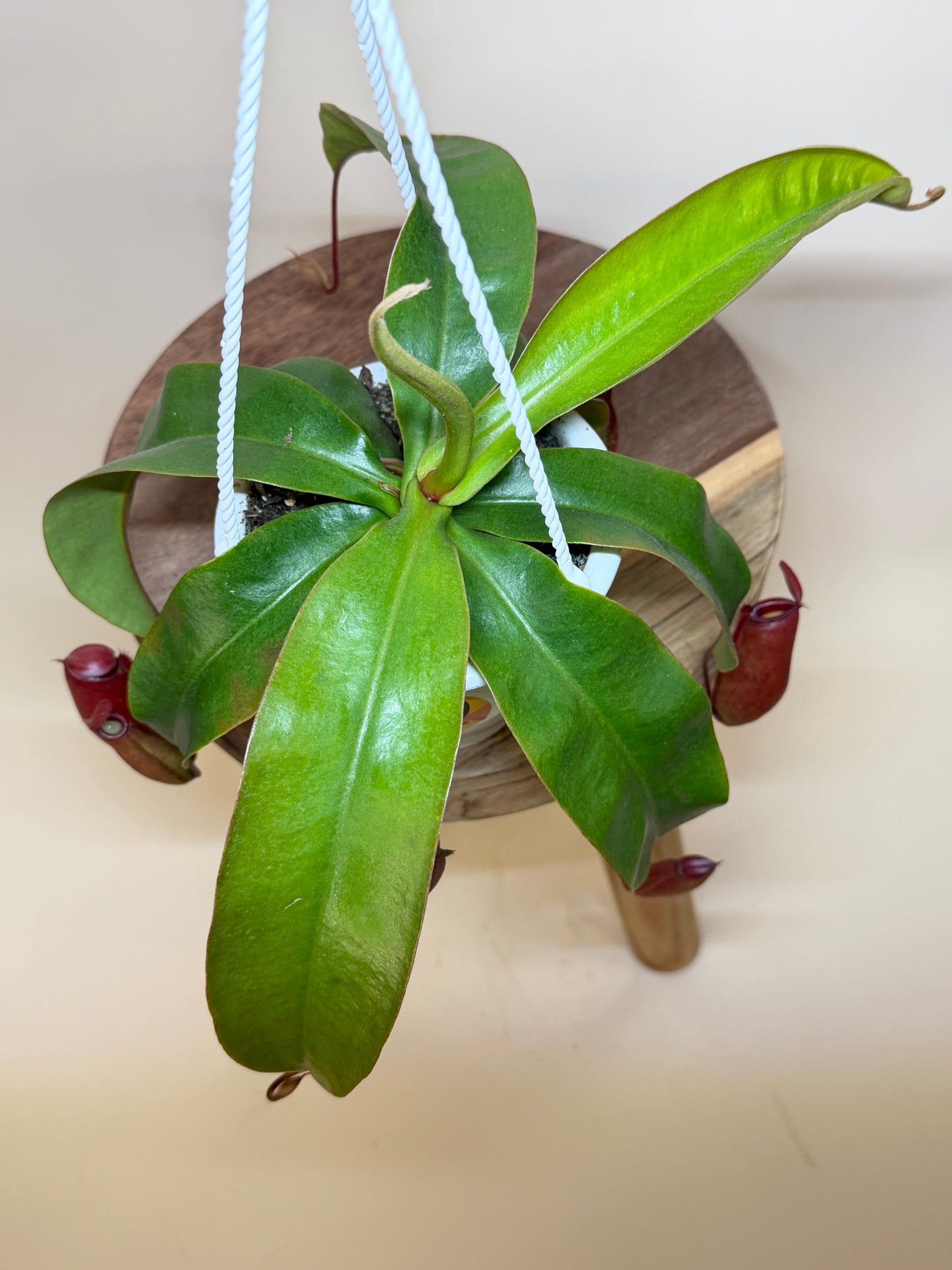 Nepenthes ‘Bloody Mary’ Hybrid 4.5” Pot