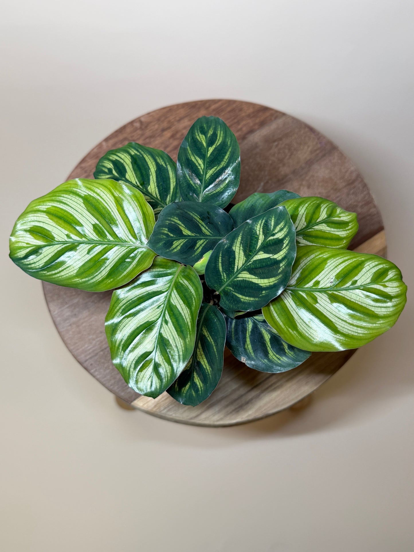 Calathea Makoyana 4” Pot