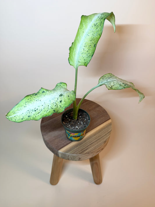 Dieffenbachia Camouflage 4” Pot