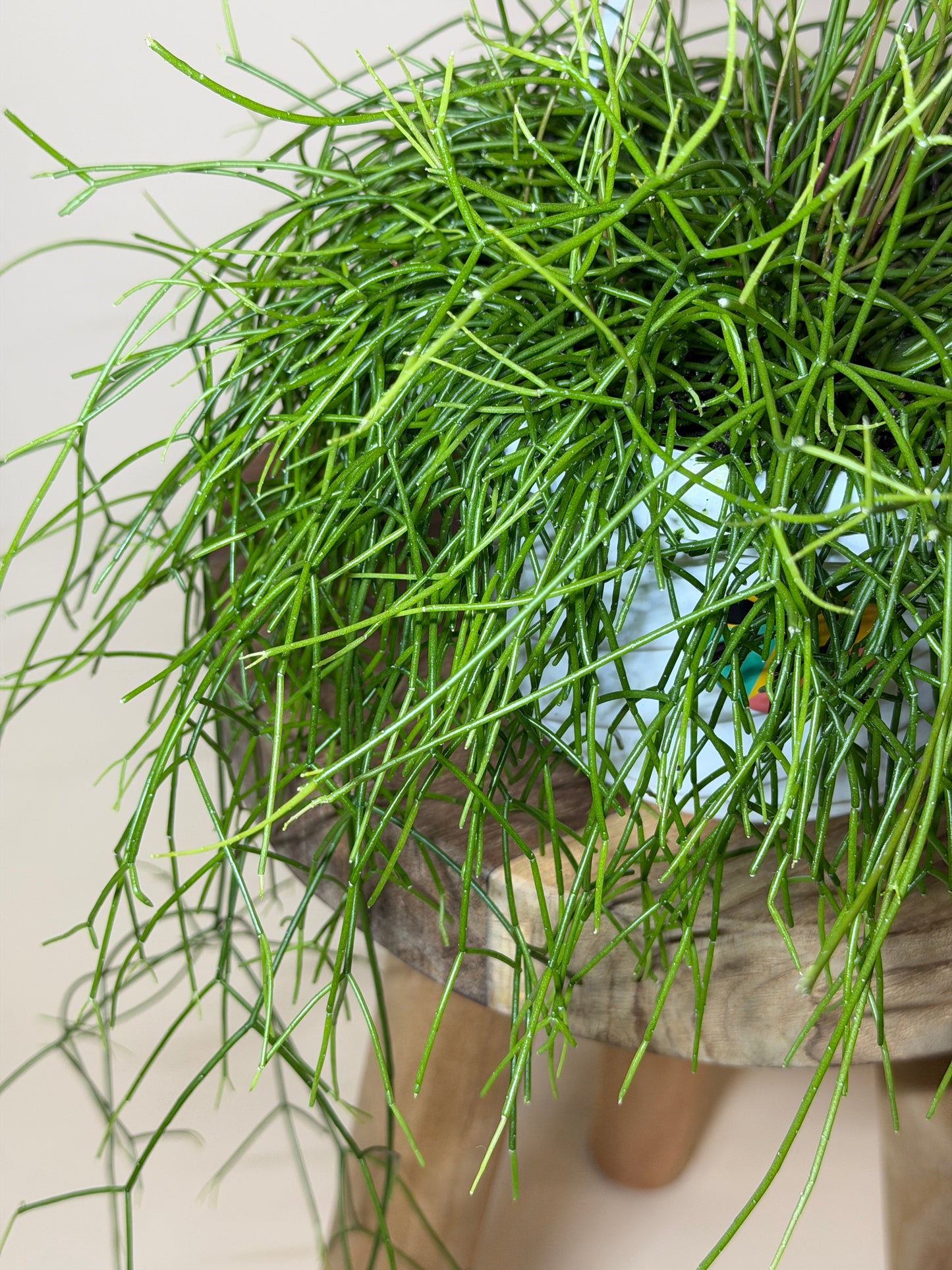 Cactus Mistletoe 6” Pot