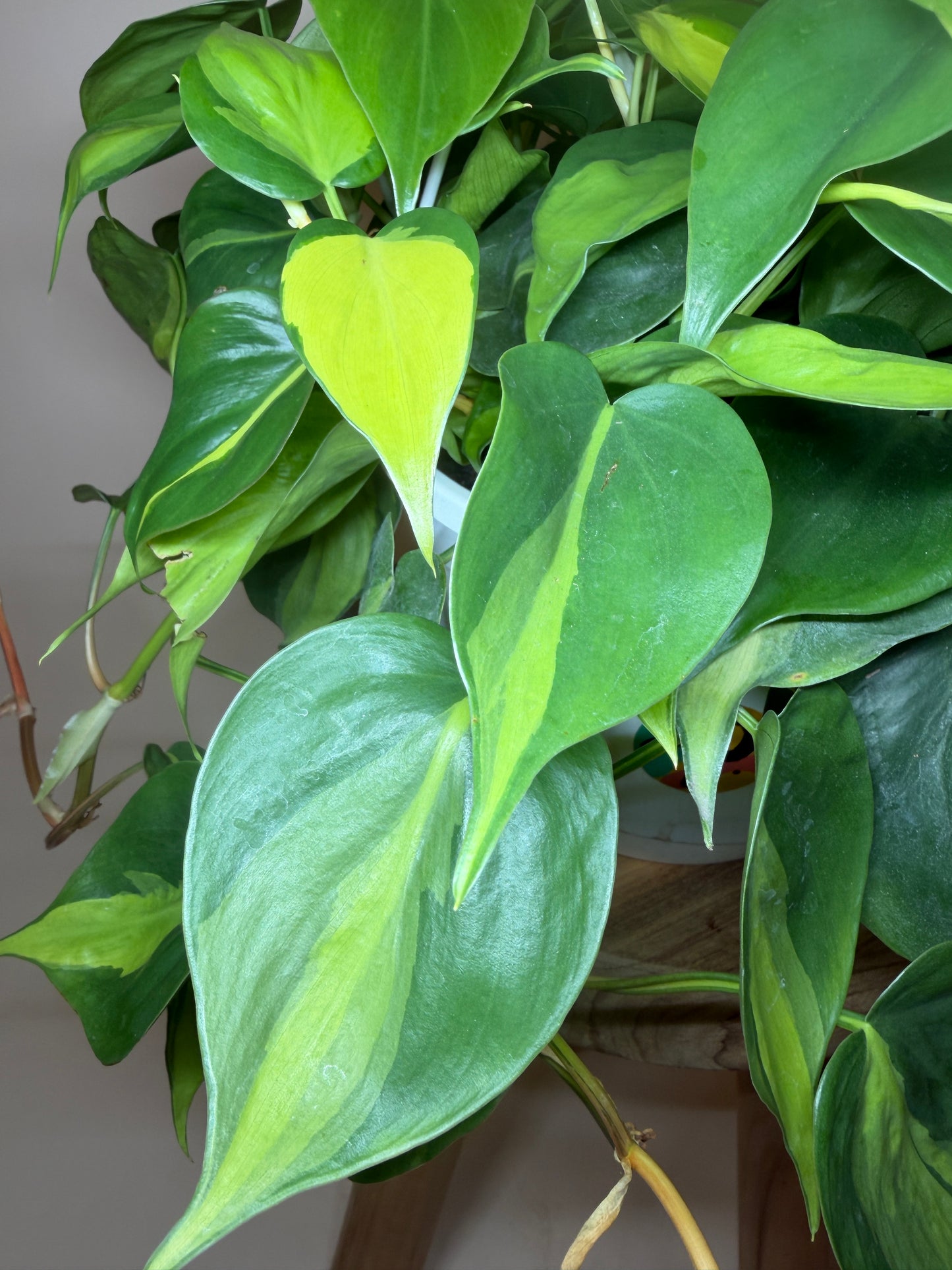 Philodendron Brasil 8” Pot