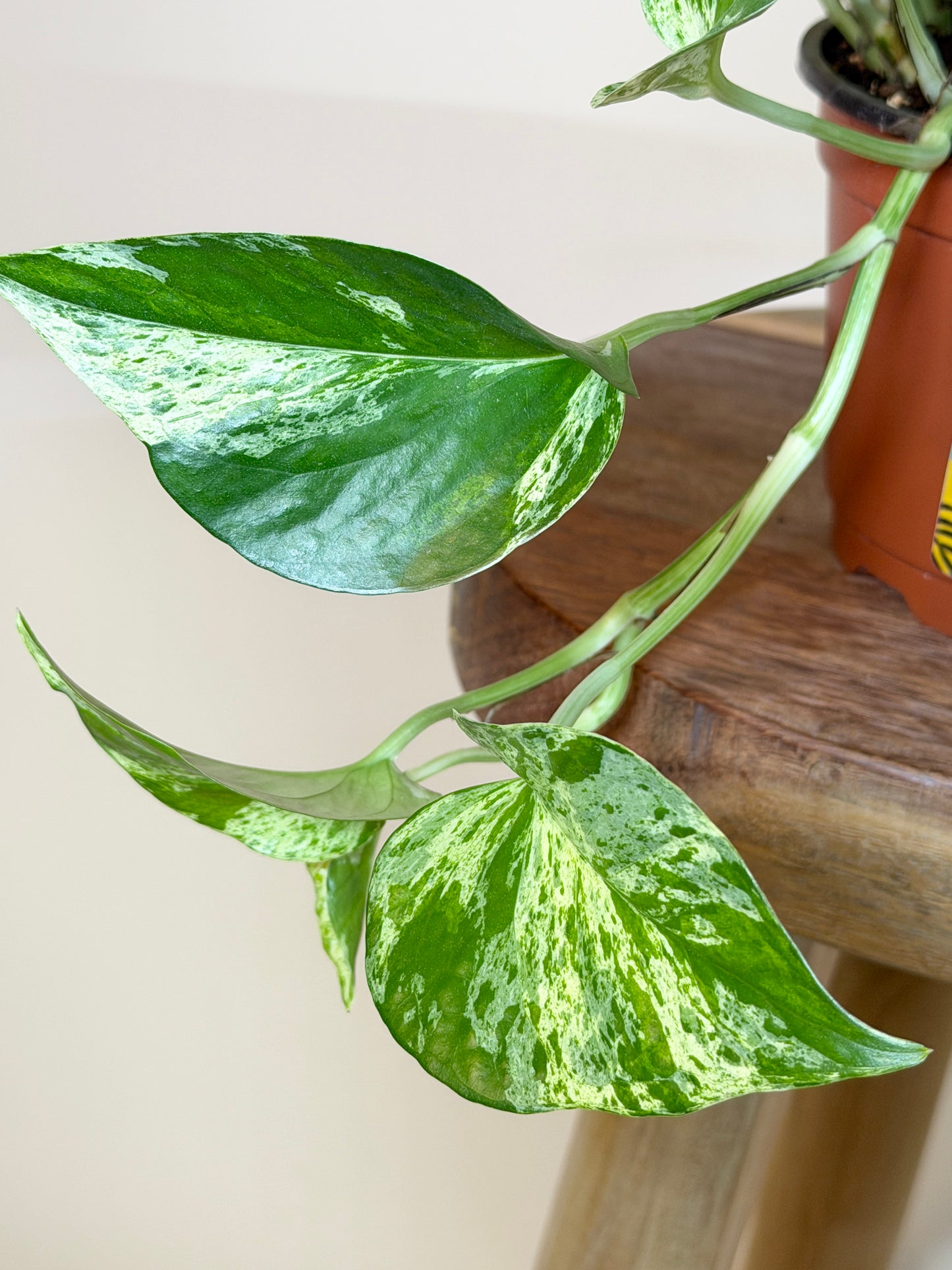 Pothos Queen Marble 6” Pot