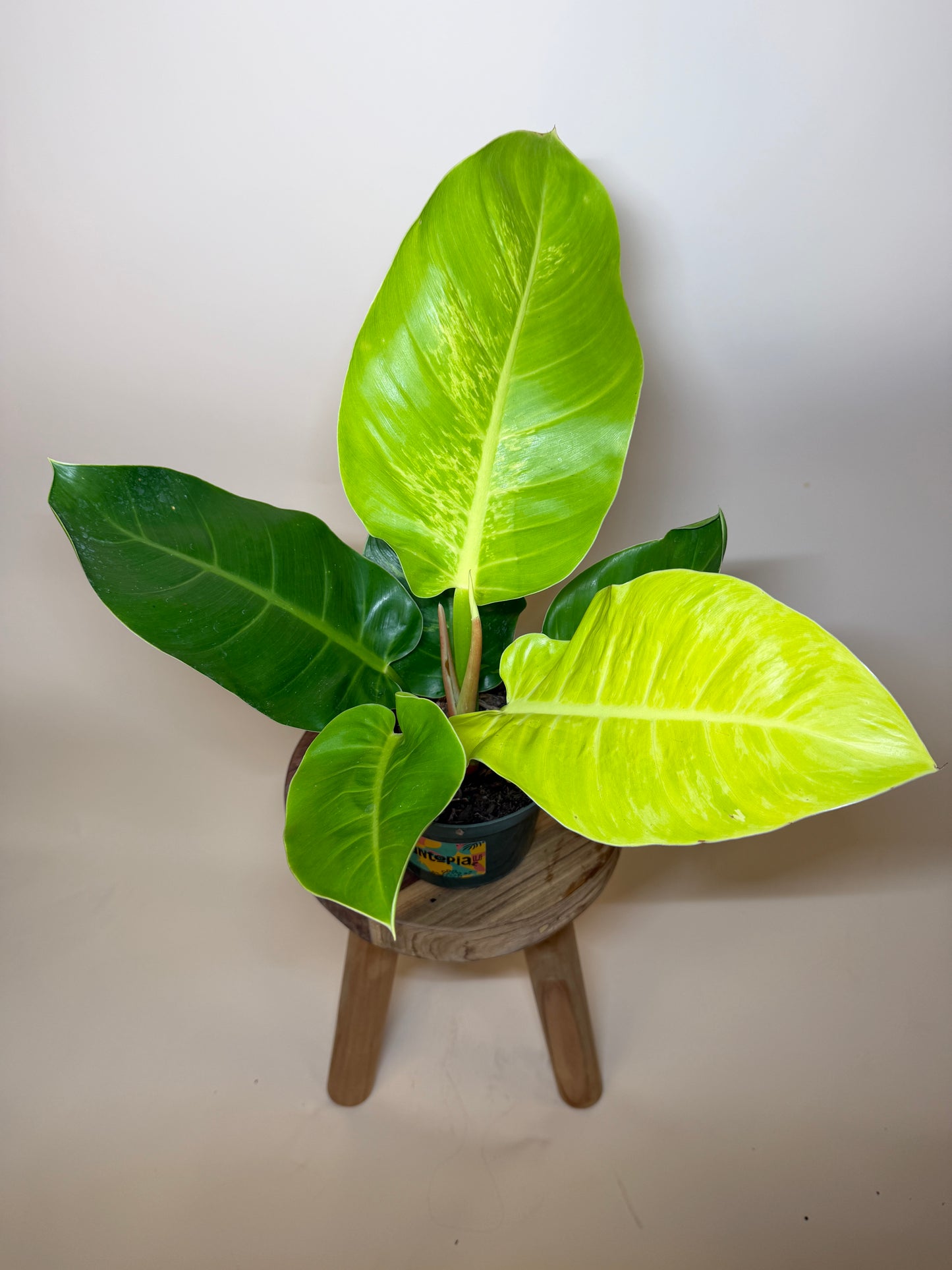 Philodendron Moonlight 6” Pot