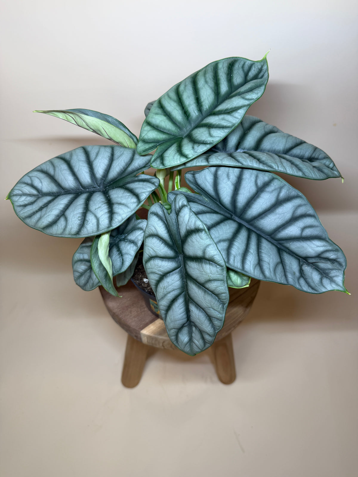 Alocasia Silver Dragon 6” Pot