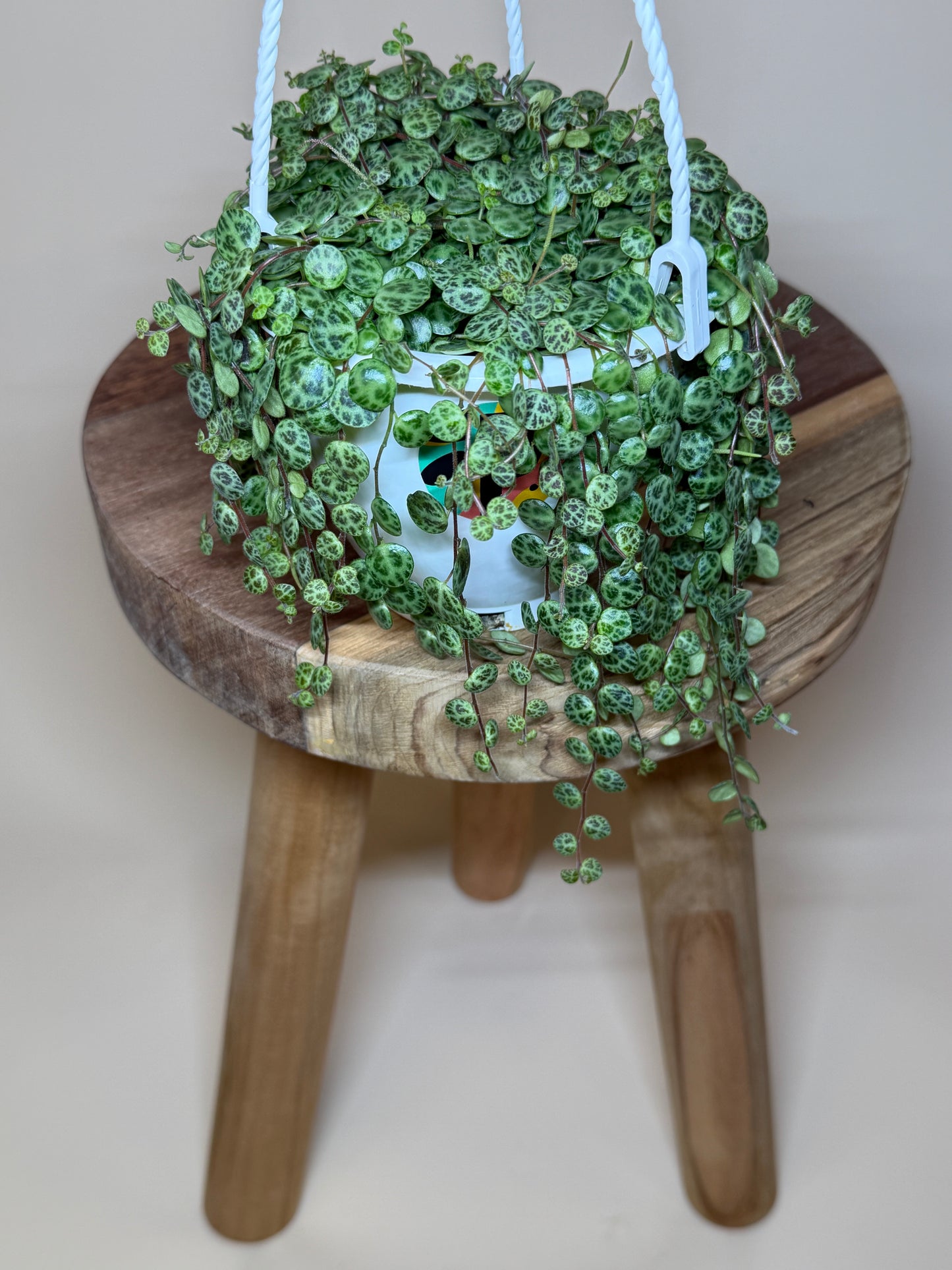 String of Turtles 4.5” Pot