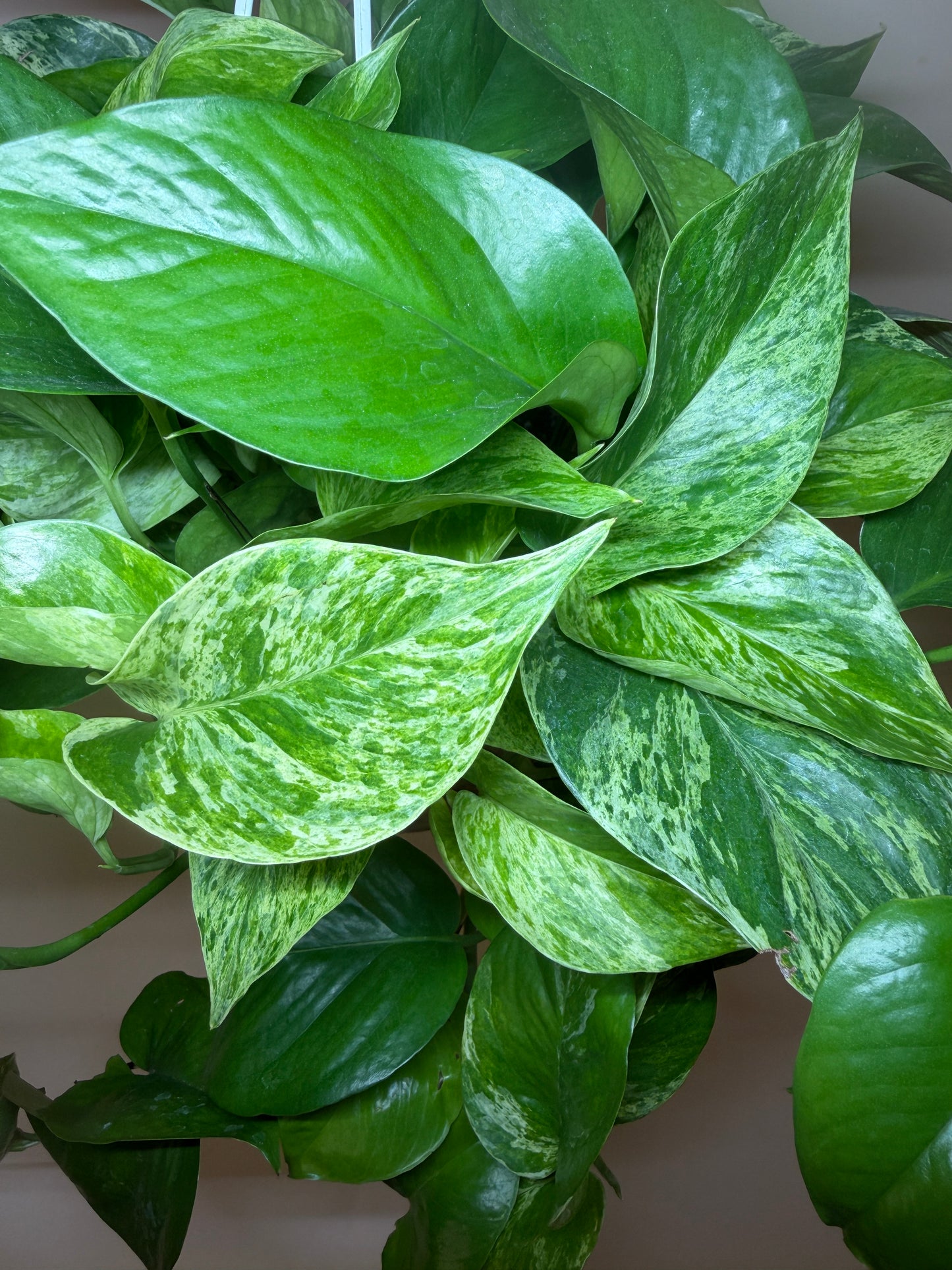 Pothos Queen Marble 6” Pot