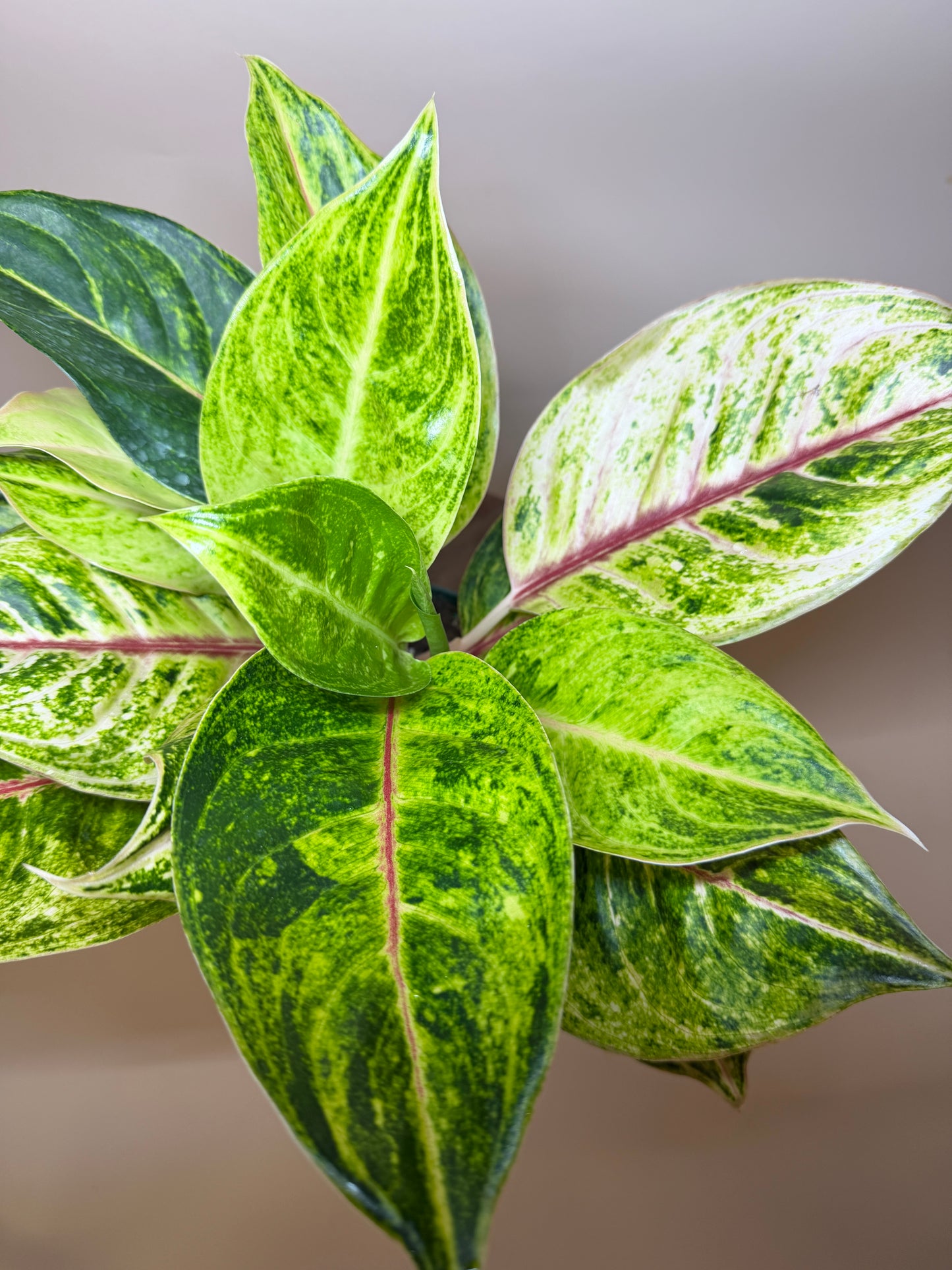 Aglaonema Green Papaya 6” Pot