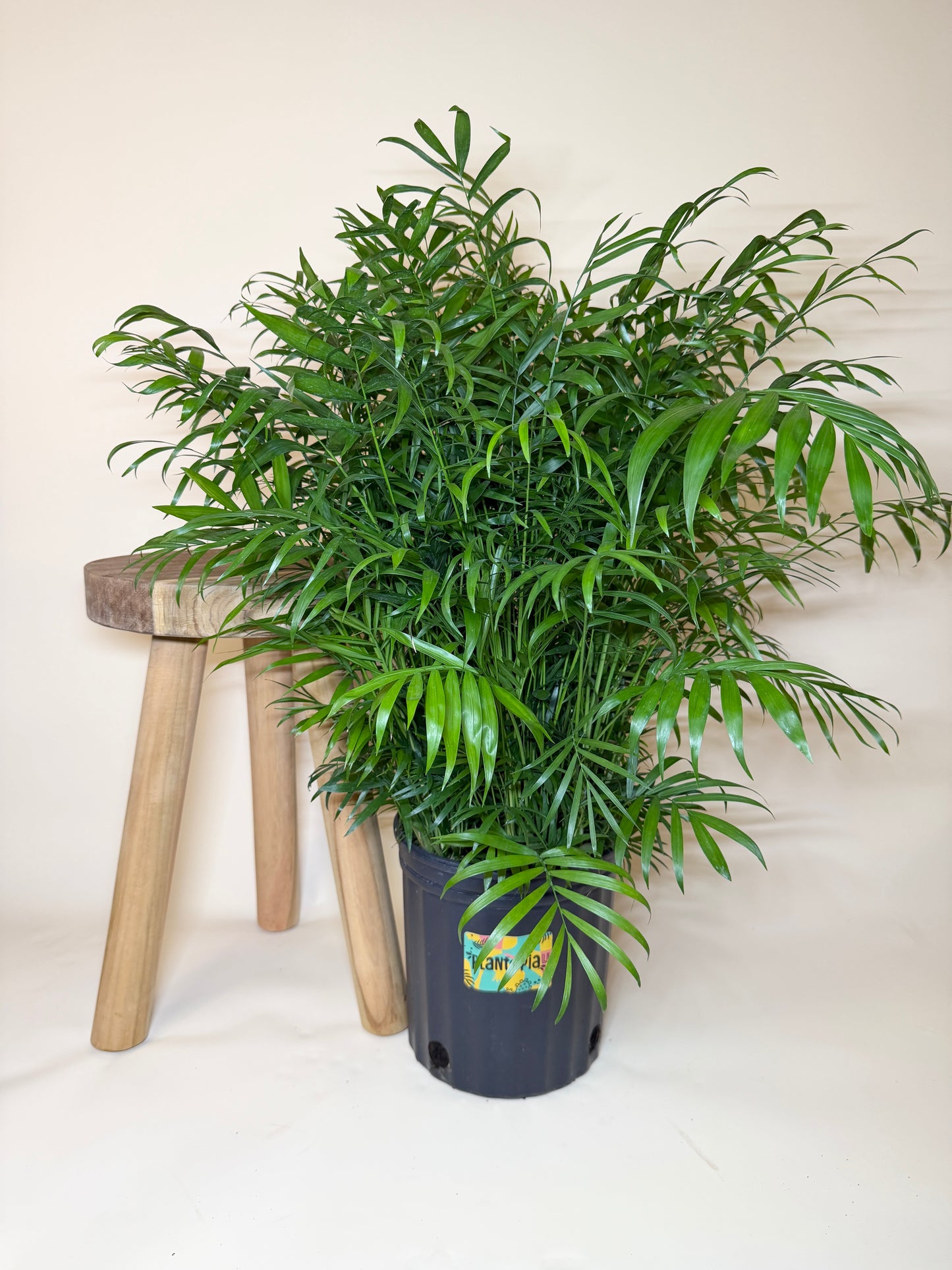 Palm Parlor 10” Pot