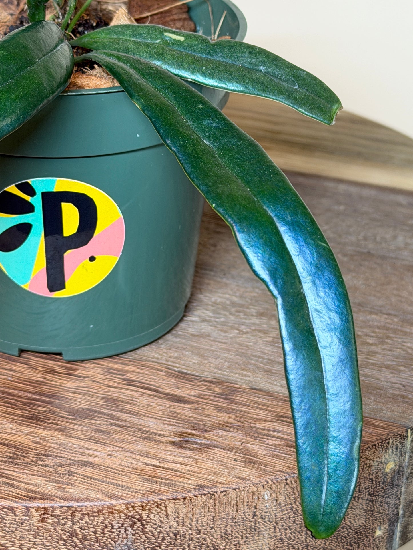 Fern Blue Oil 4” Pot