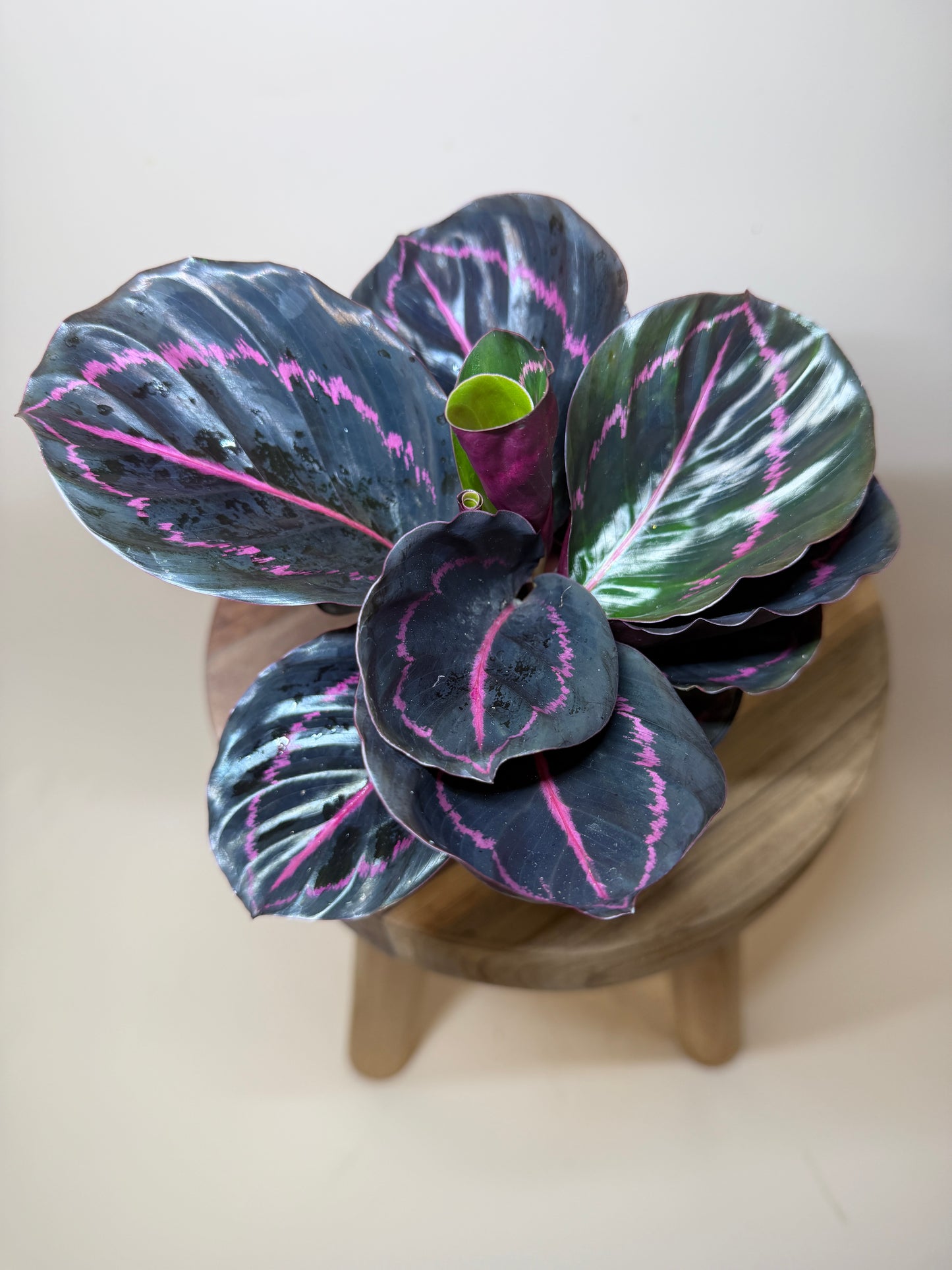 Calathea Dottie 4” Pot