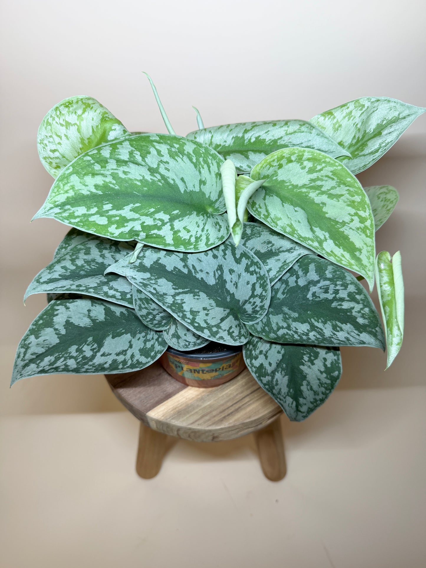 Scindapsus Silver Satin 6” Pot