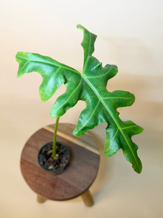 Alocasia Malaysian Monster 4” Pot