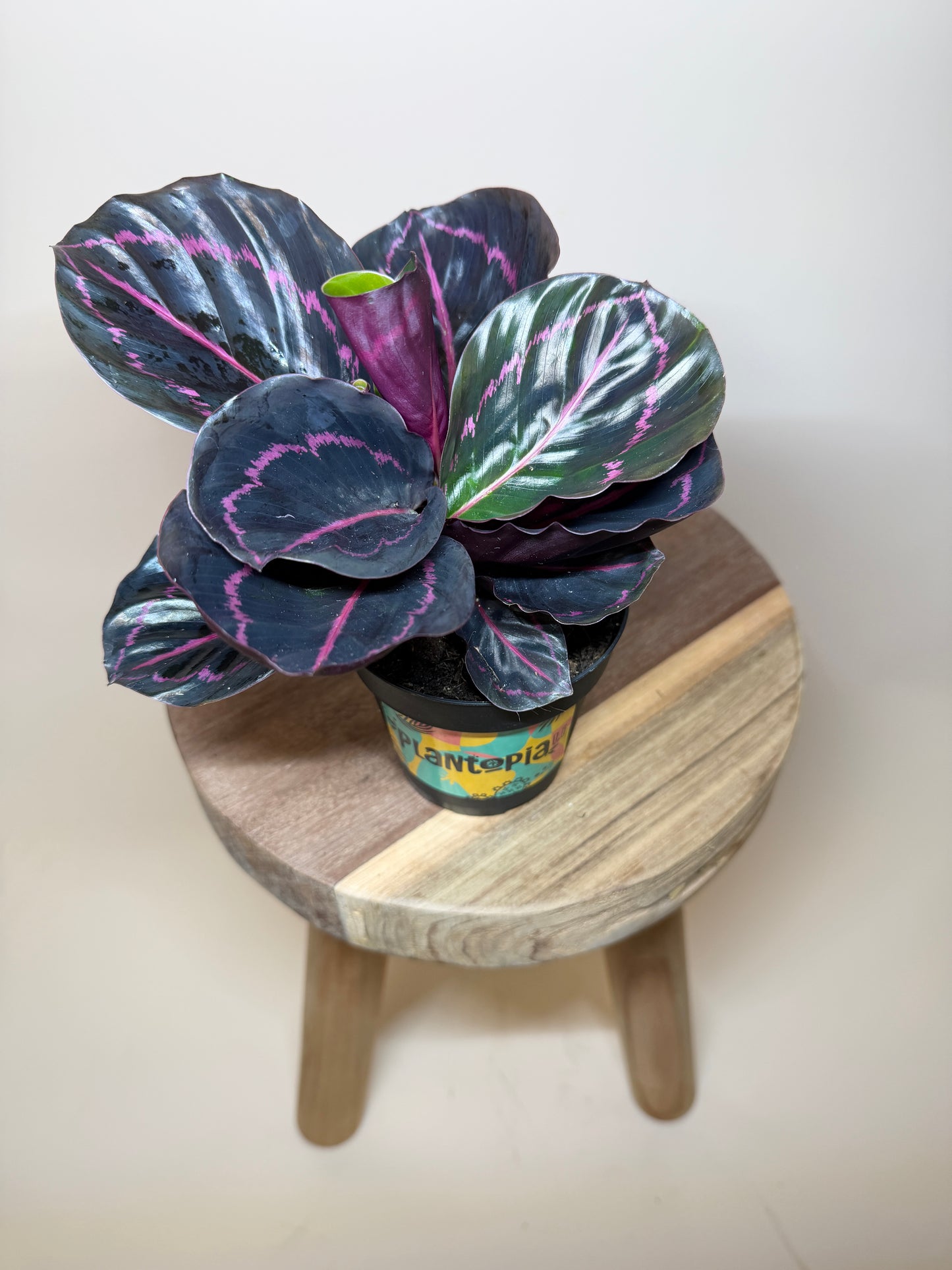 Calathea Dottie 4” Pot