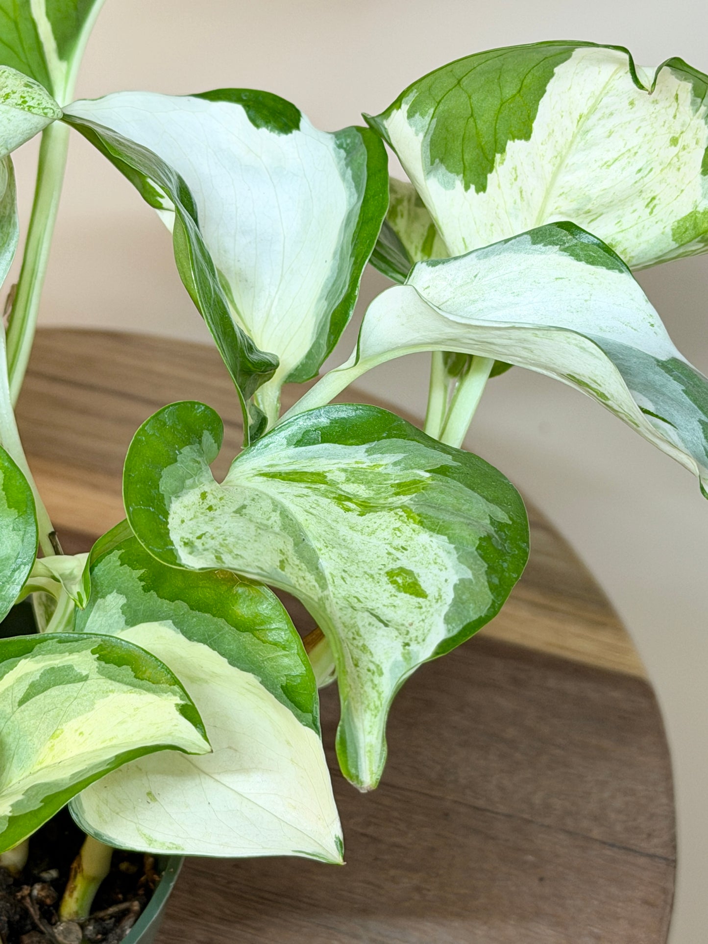 Pothos Manjula 4” Pot