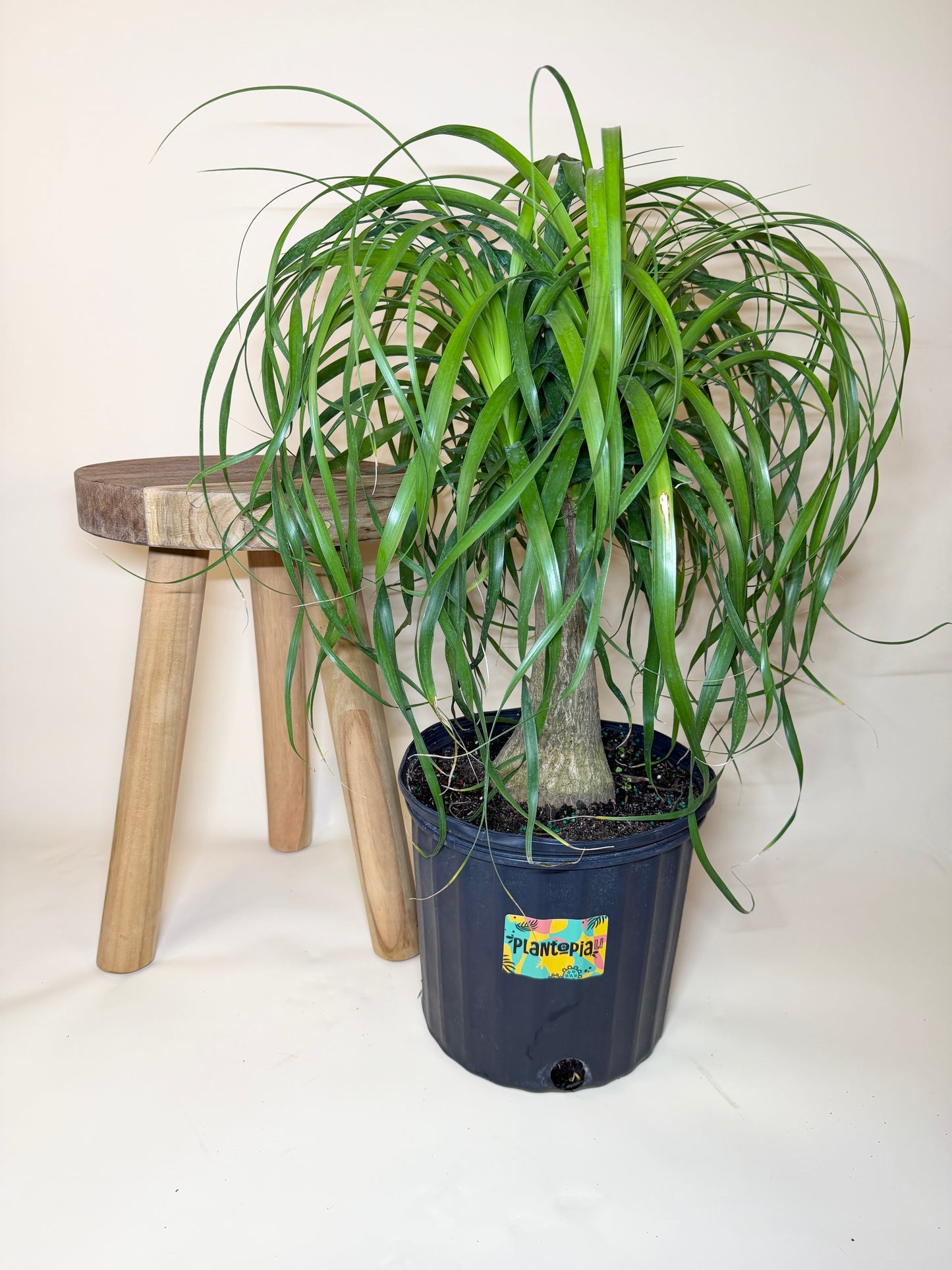 Palm Ponytail 10” Pot