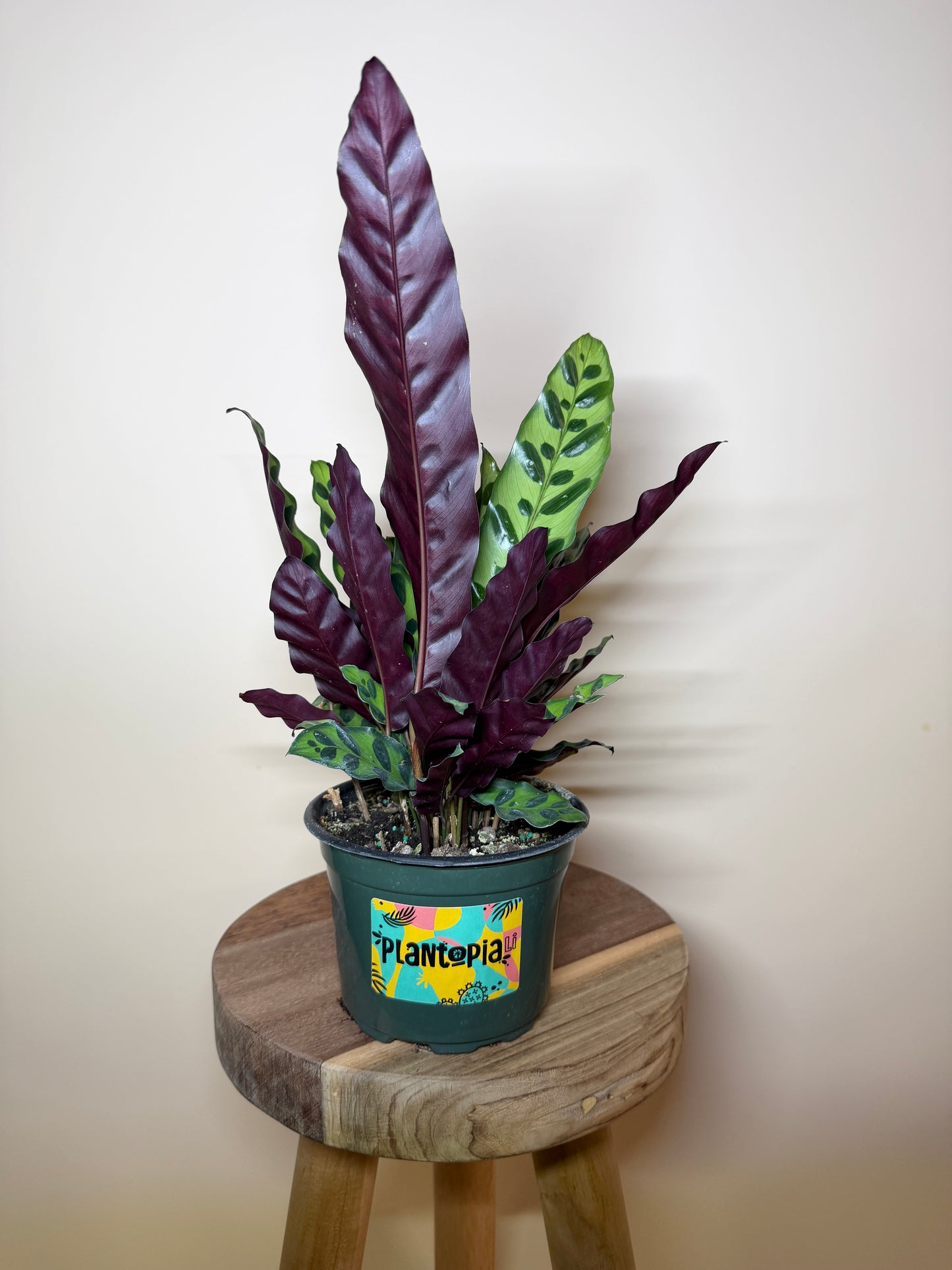 Calathea Rattlesnake 6" Pot