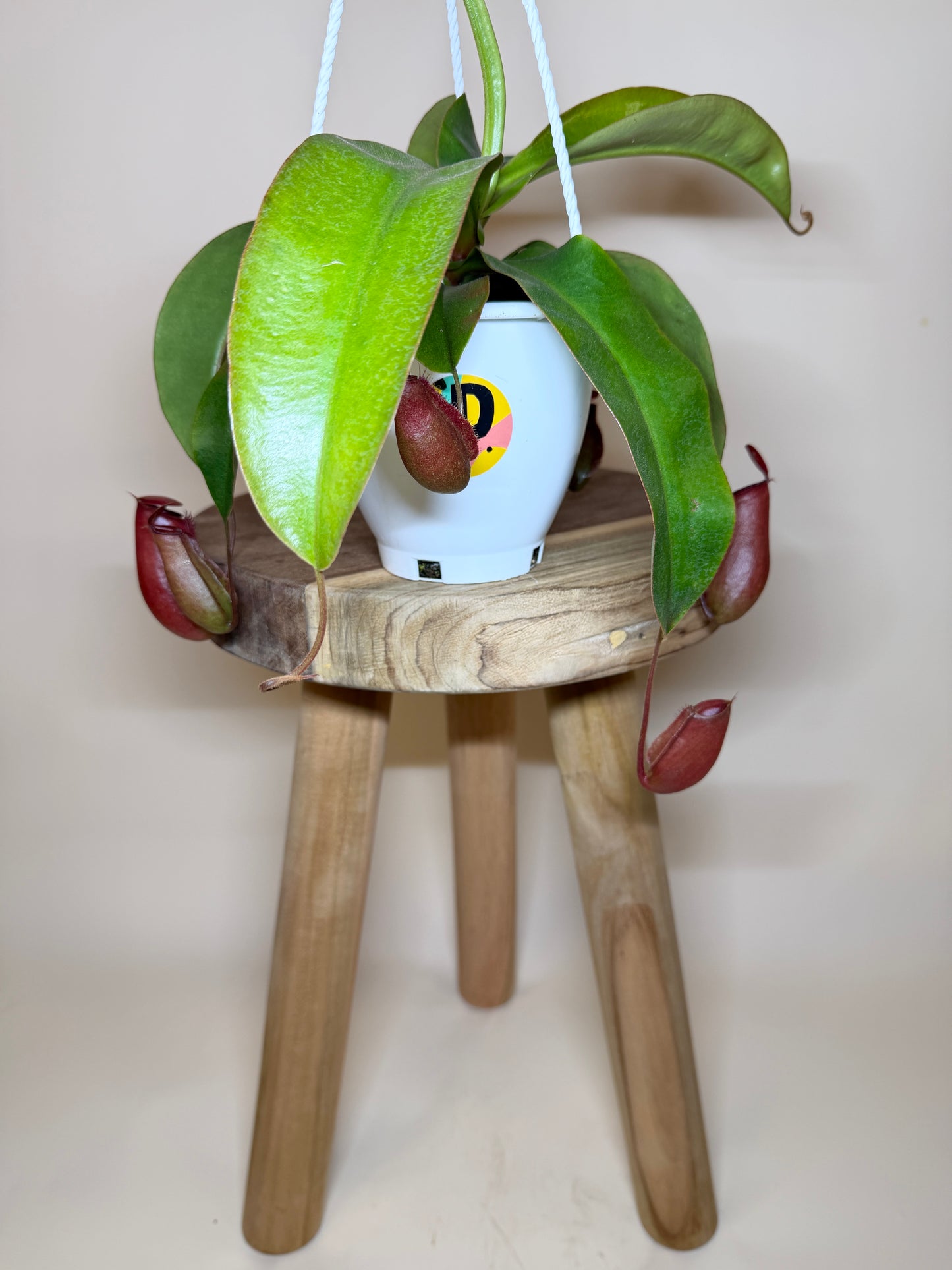 Nepenthes ‘Bloody Mary’ Hybrid 4.5” Pot