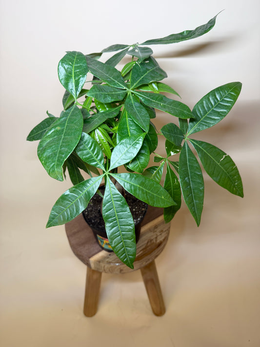 Money Tree Braided 6” Pot