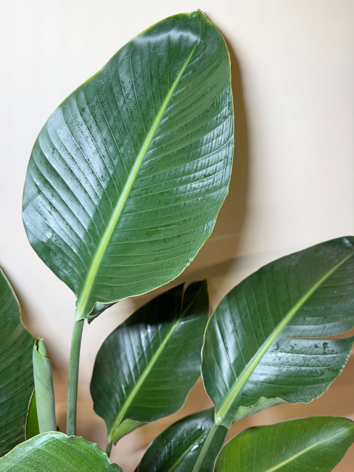 Bird of Paradise 10” Pot