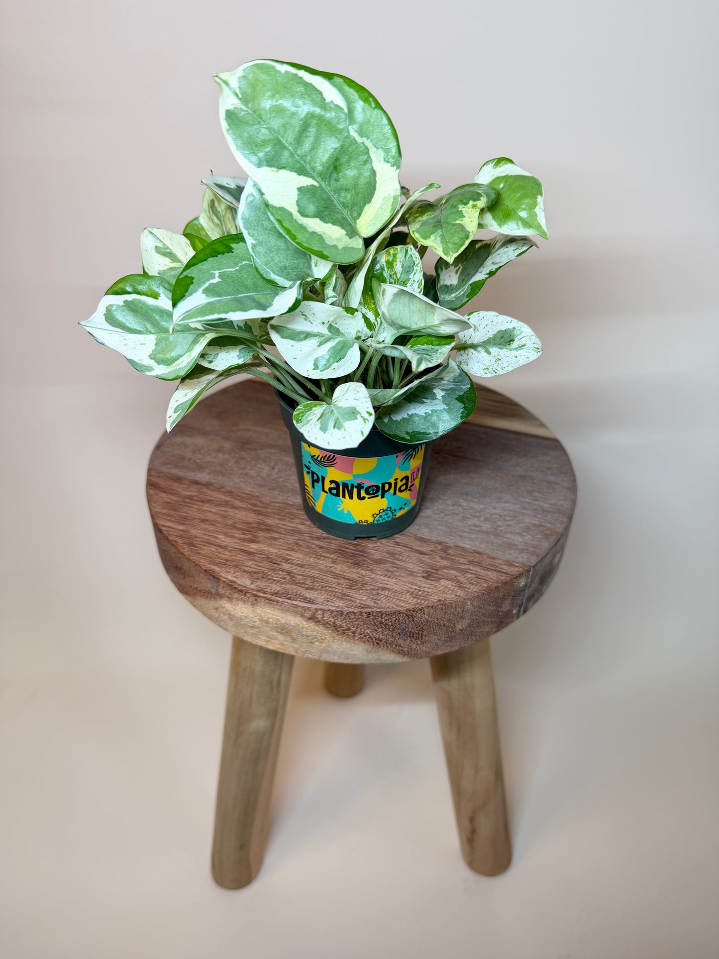 Pothos N’Joy 4” Pot