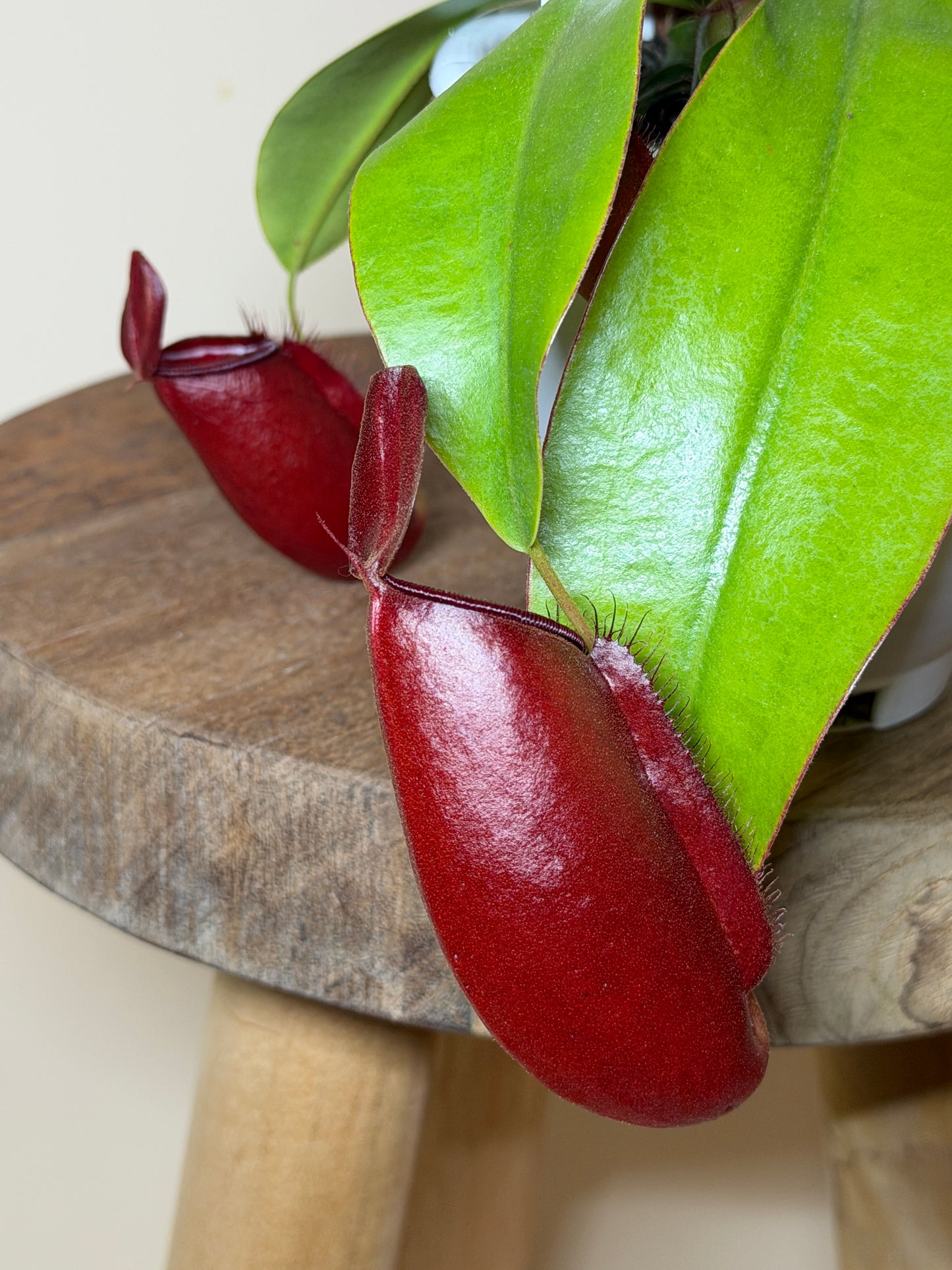 Nepenthes Hybrid Diana 4.5” Pot