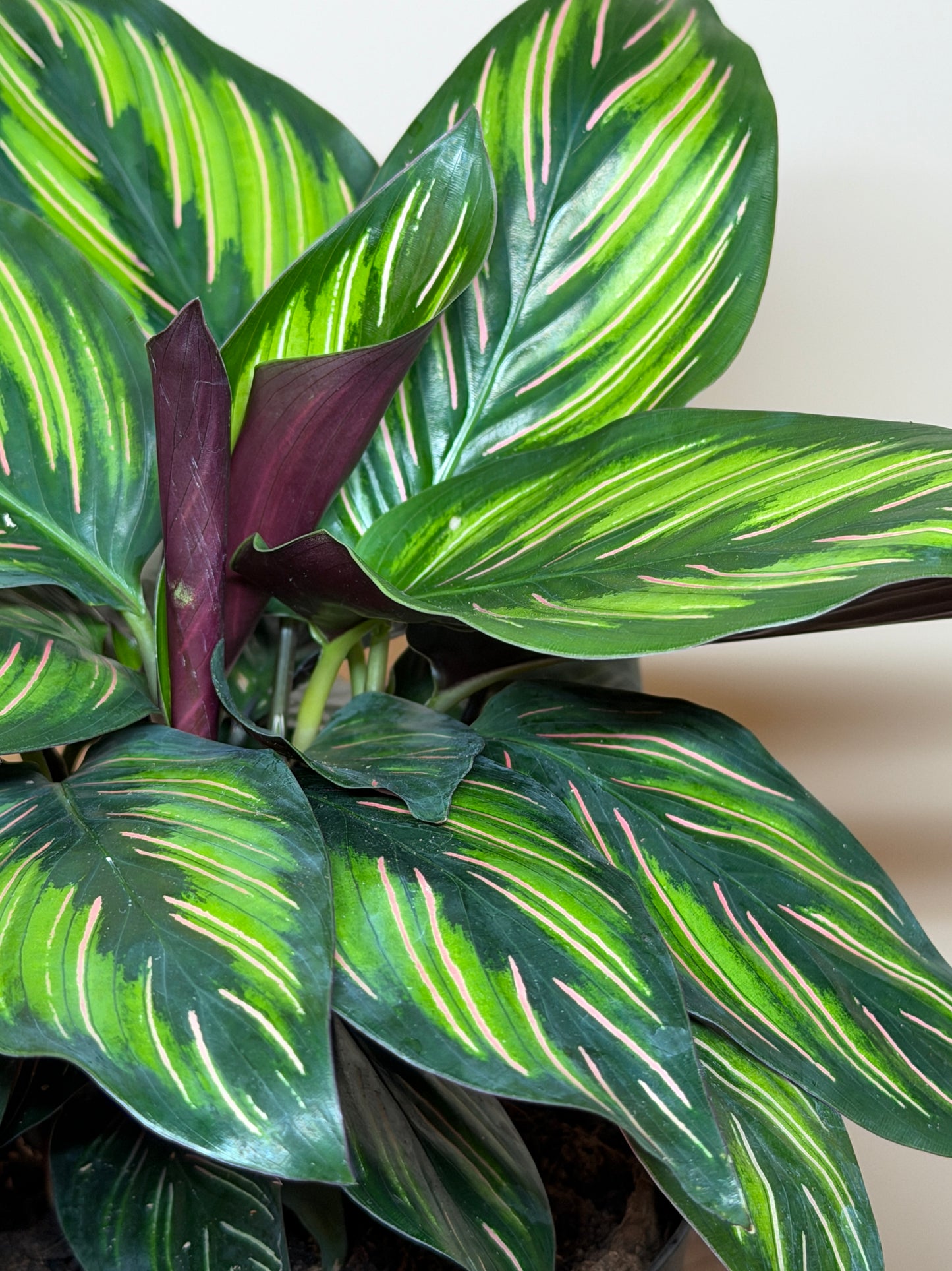 Calathea Beauty Star 6" Pot
