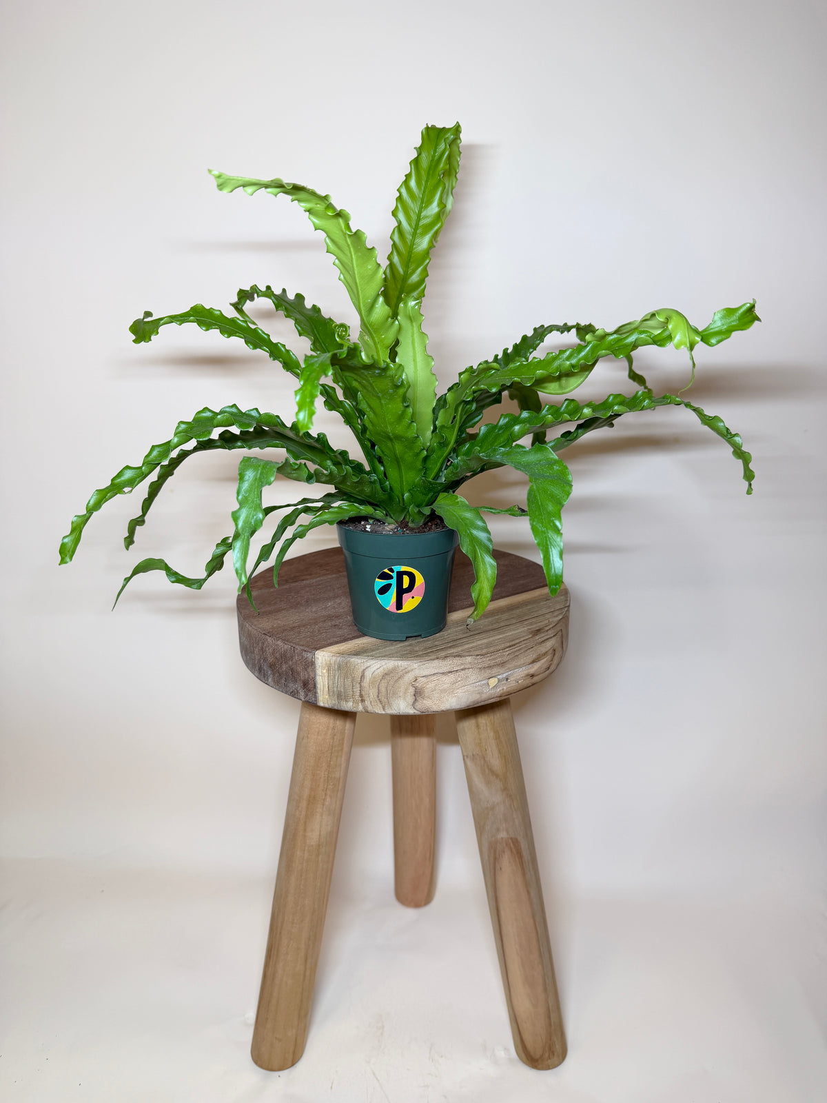 Fern Bird’s Nest 4” Pot
