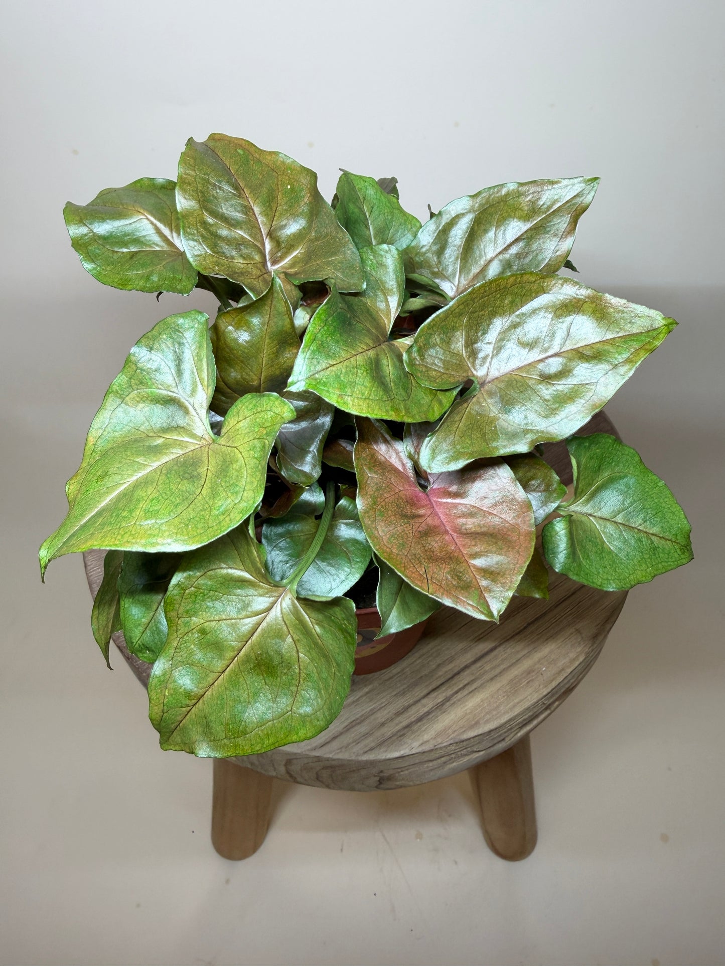 Syngonium Merry Maria 4” Pot