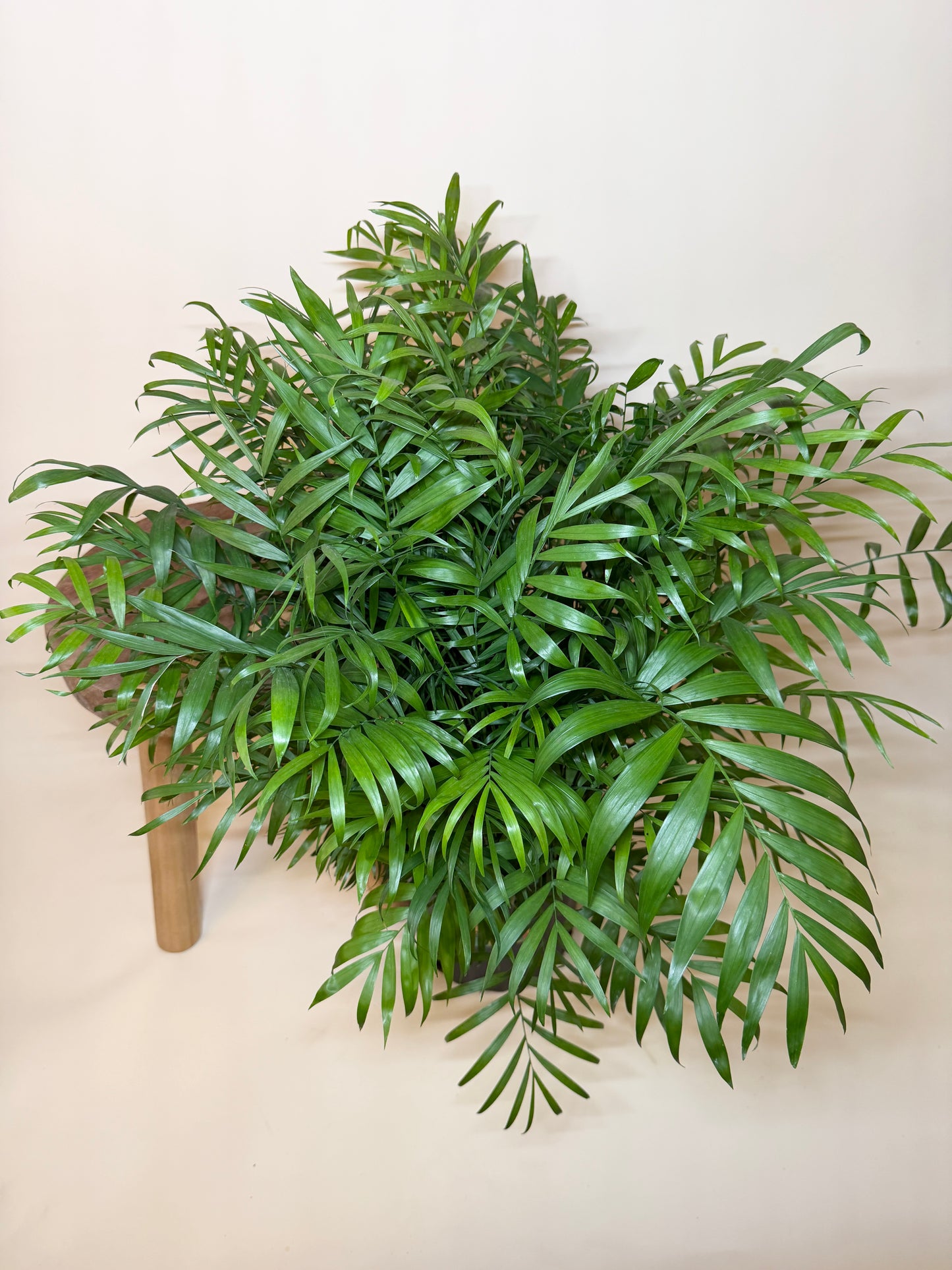 Palm Parlor 10” Pot
