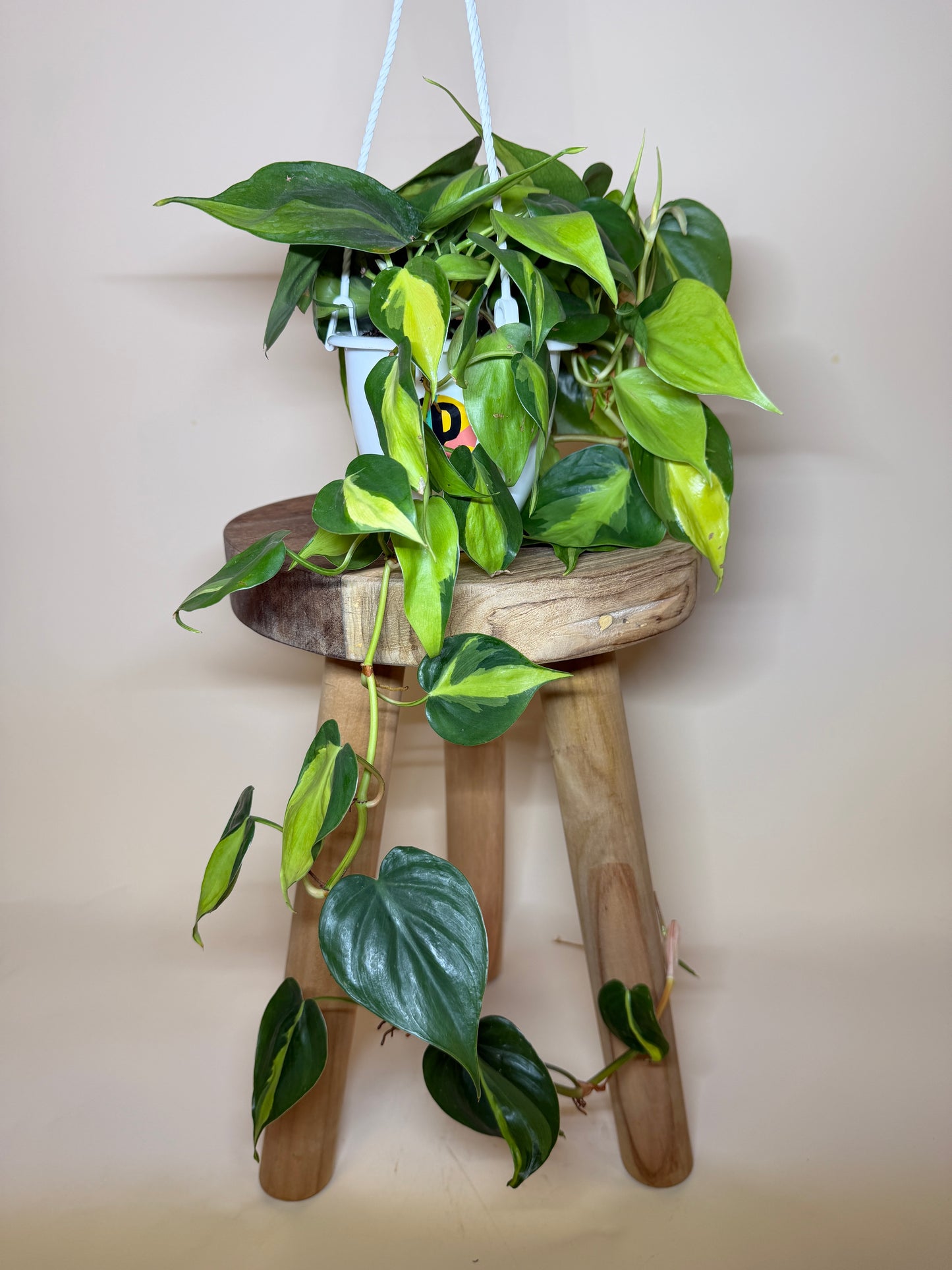 Philodendron Brasil 4.5” Pot