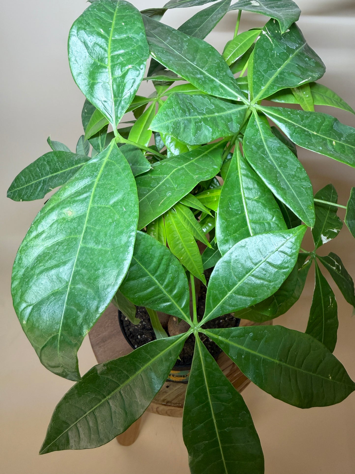 Money Tree Braided 6” Pot