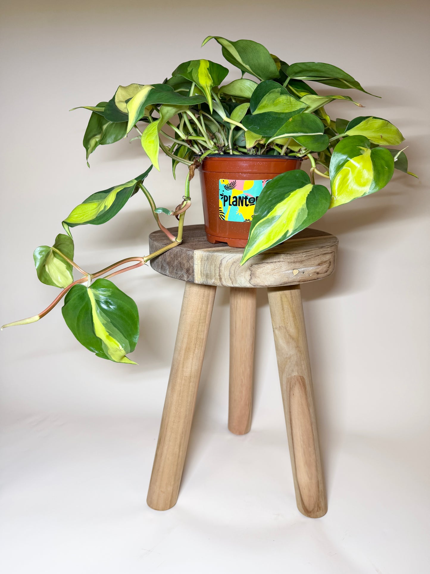 Philodendron Brasil 6" Pot