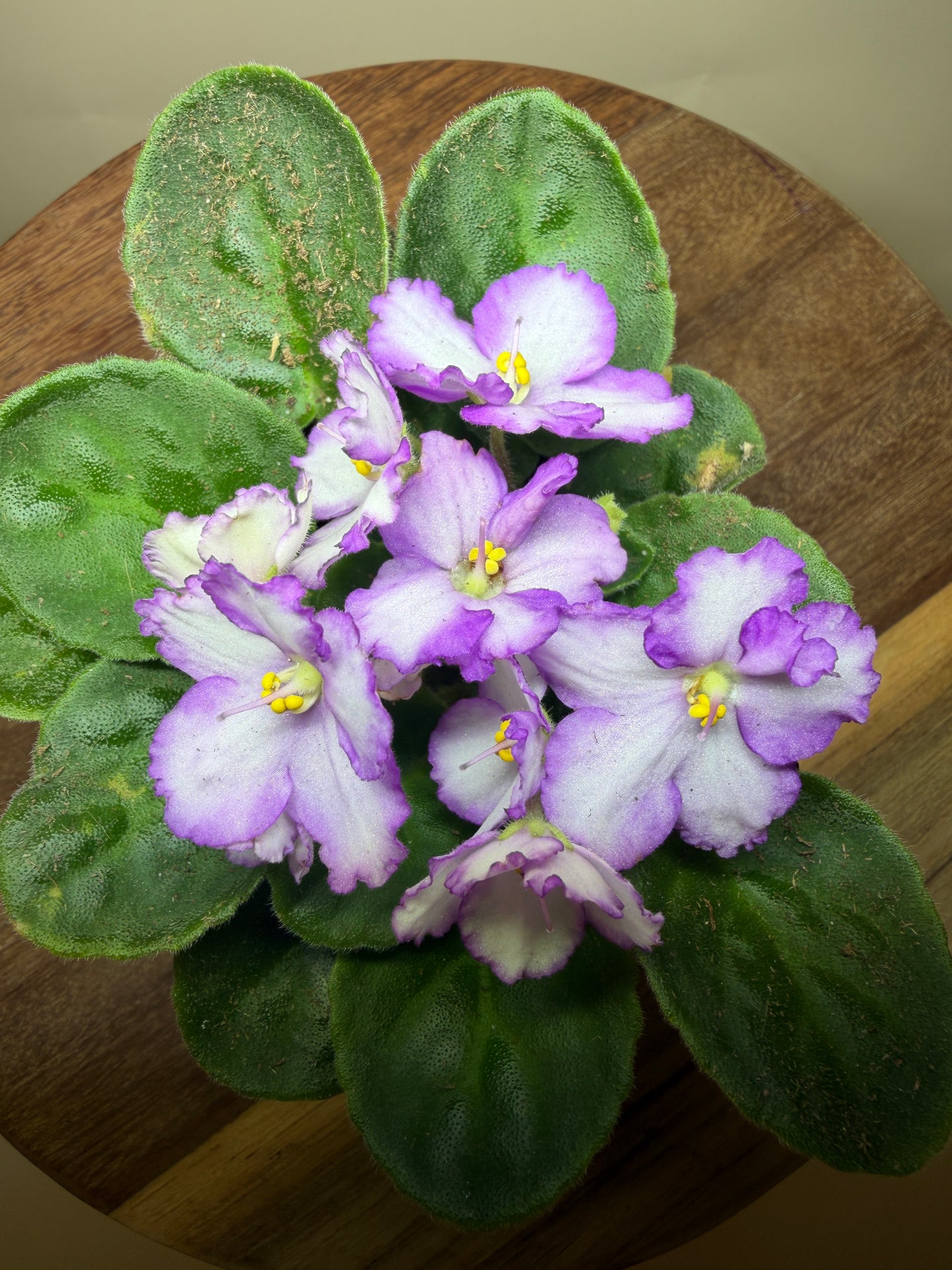 African Violet 4” Pot