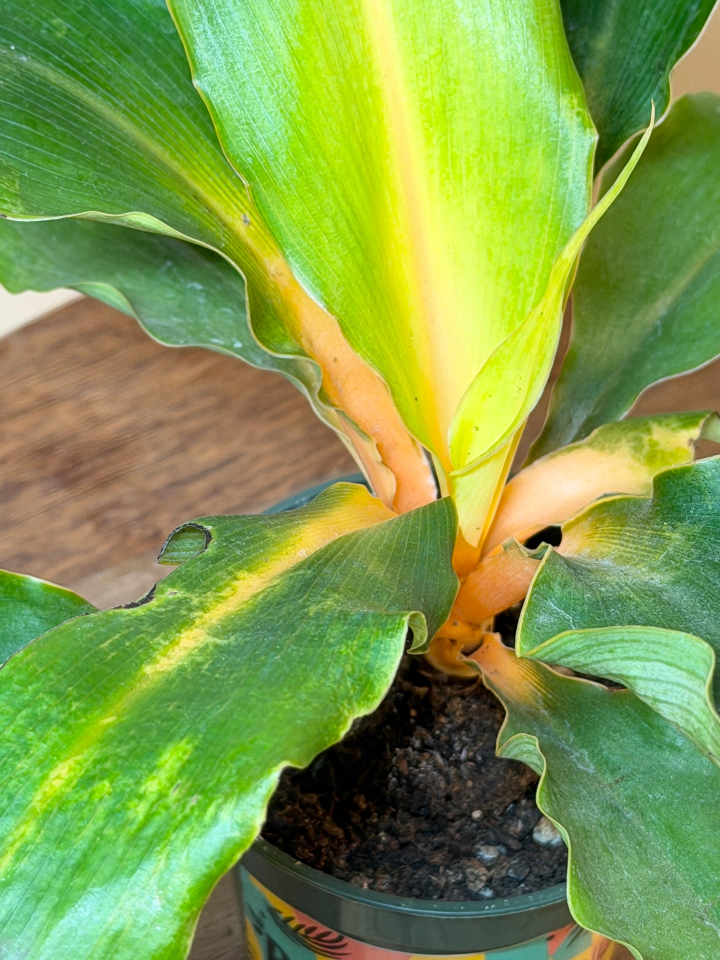 Spider Mandarin 4” Pot