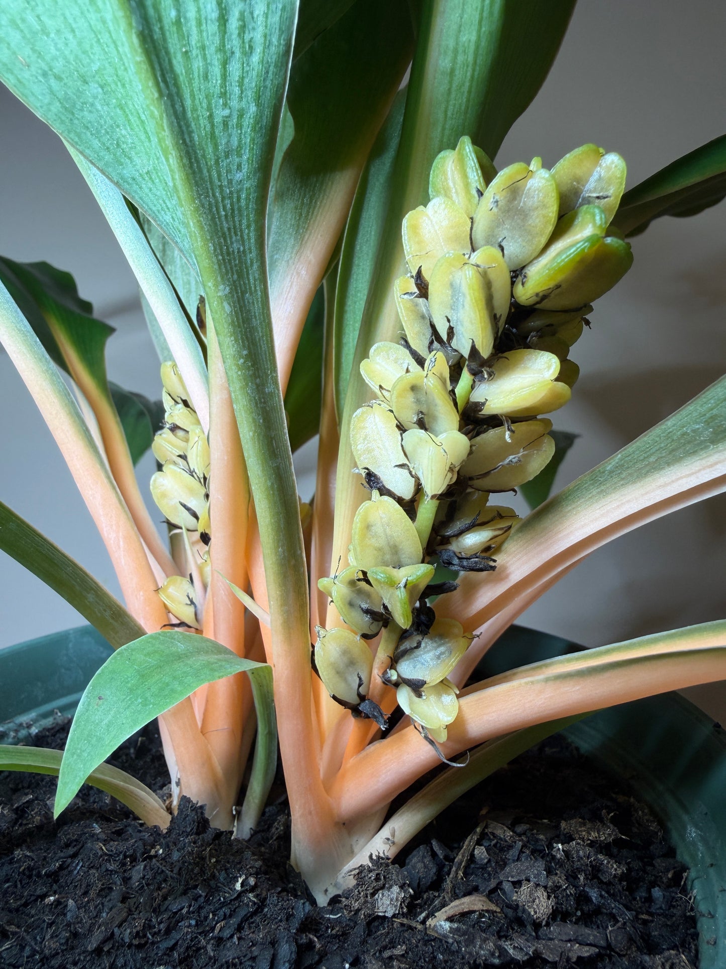 Spider Mandarin 6” Pot