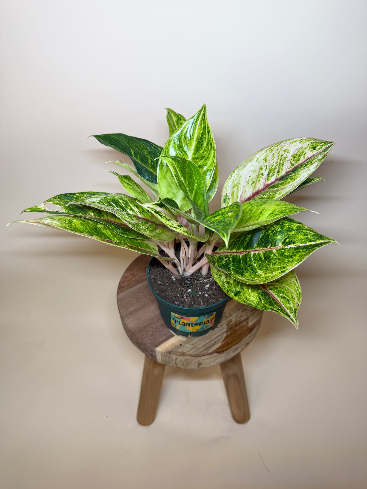 Aglaonema Green Papaya 6” Pot