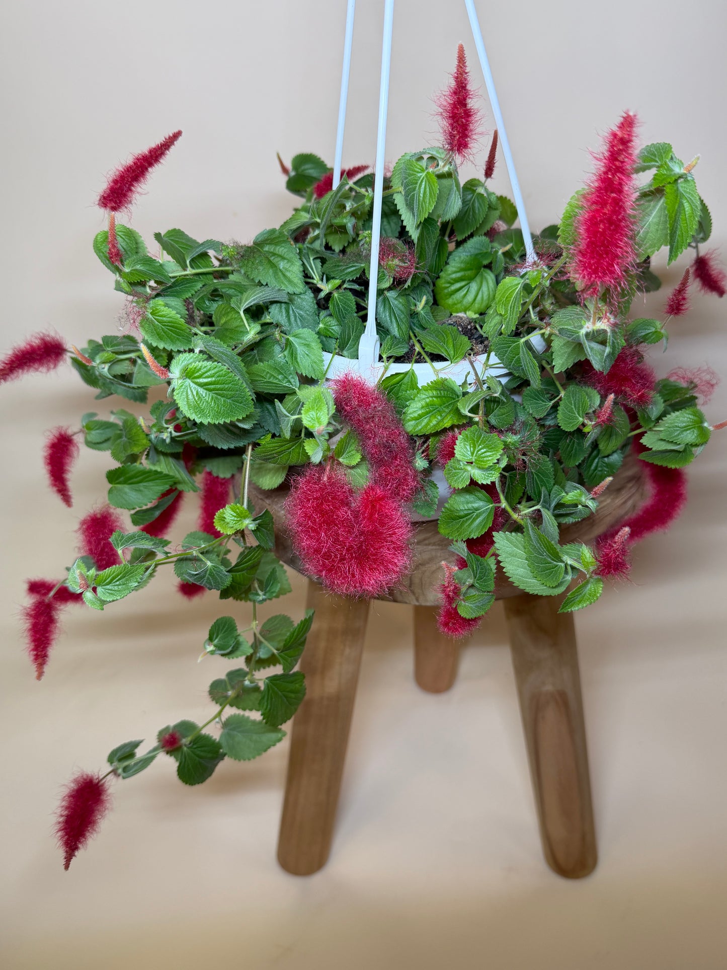Chenille Plant 6” Pot