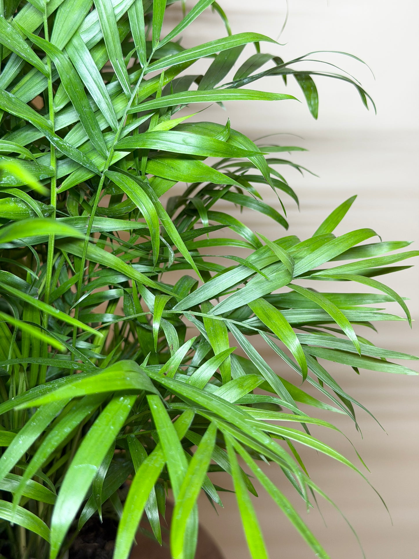 Palm Parlor 6” Pot